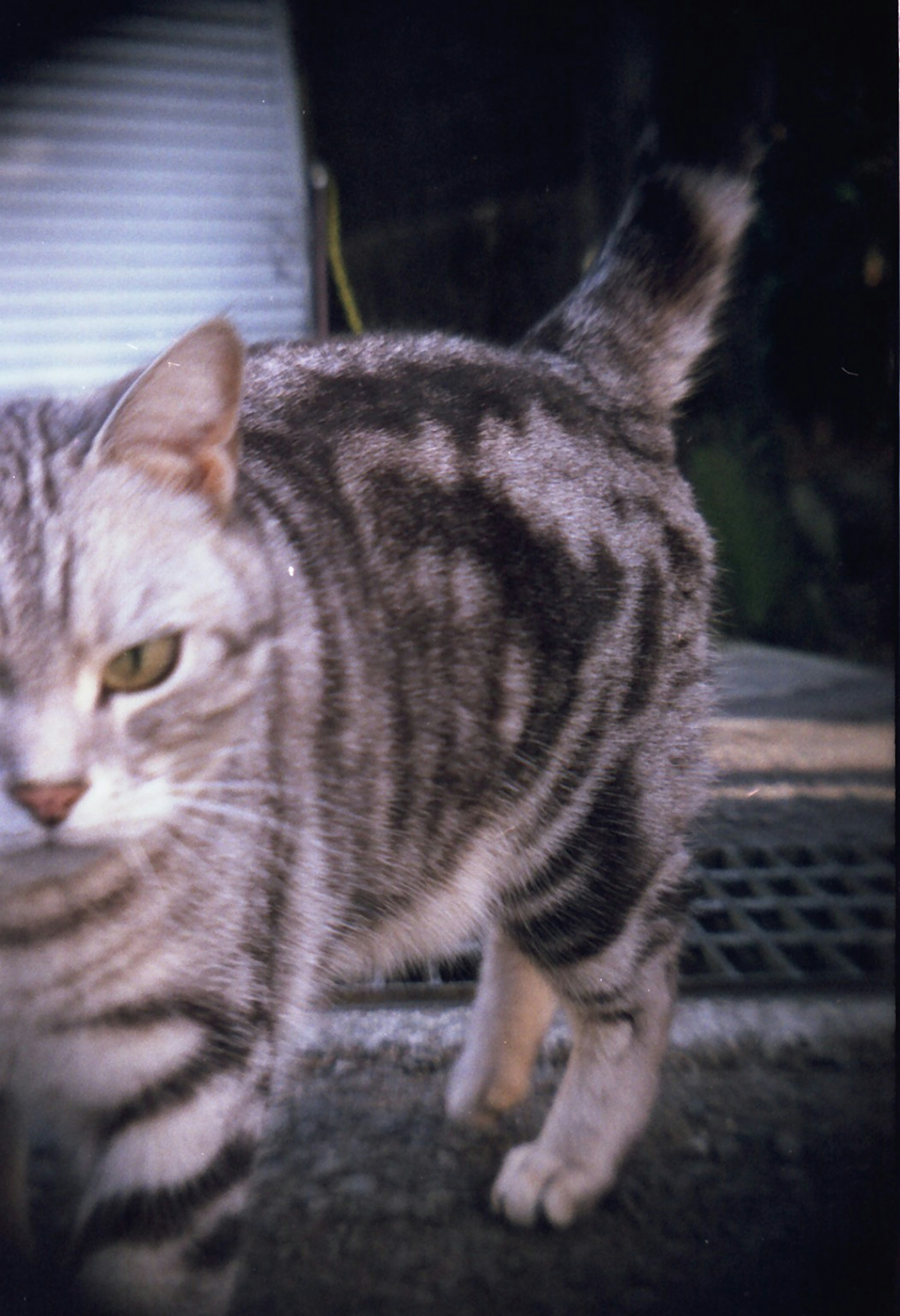 Kucing abu-abu bergaris berjalan dengan latar belakang kabur