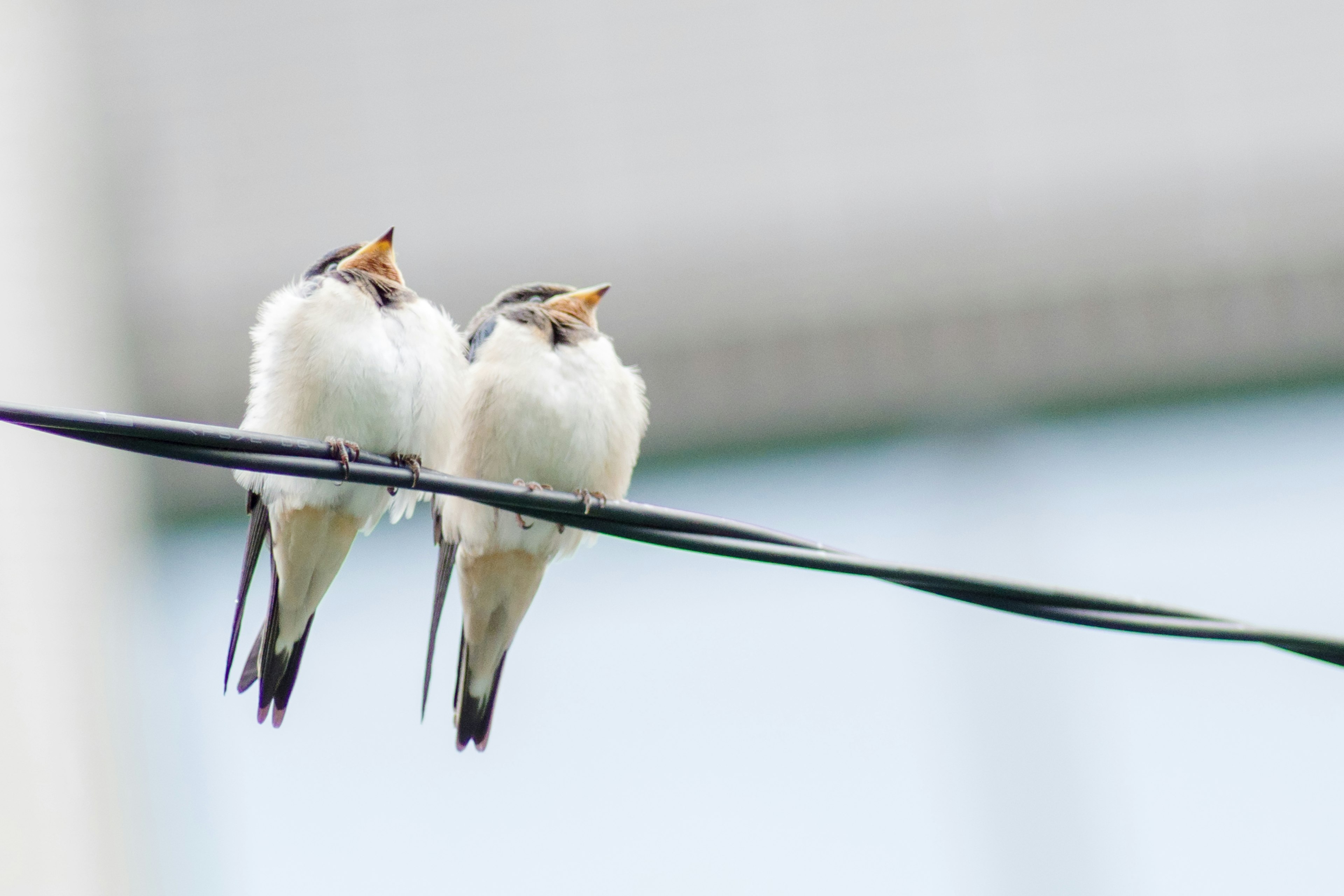 Zwei kleine weiße Vögel sitzen auf einer Stromleitung