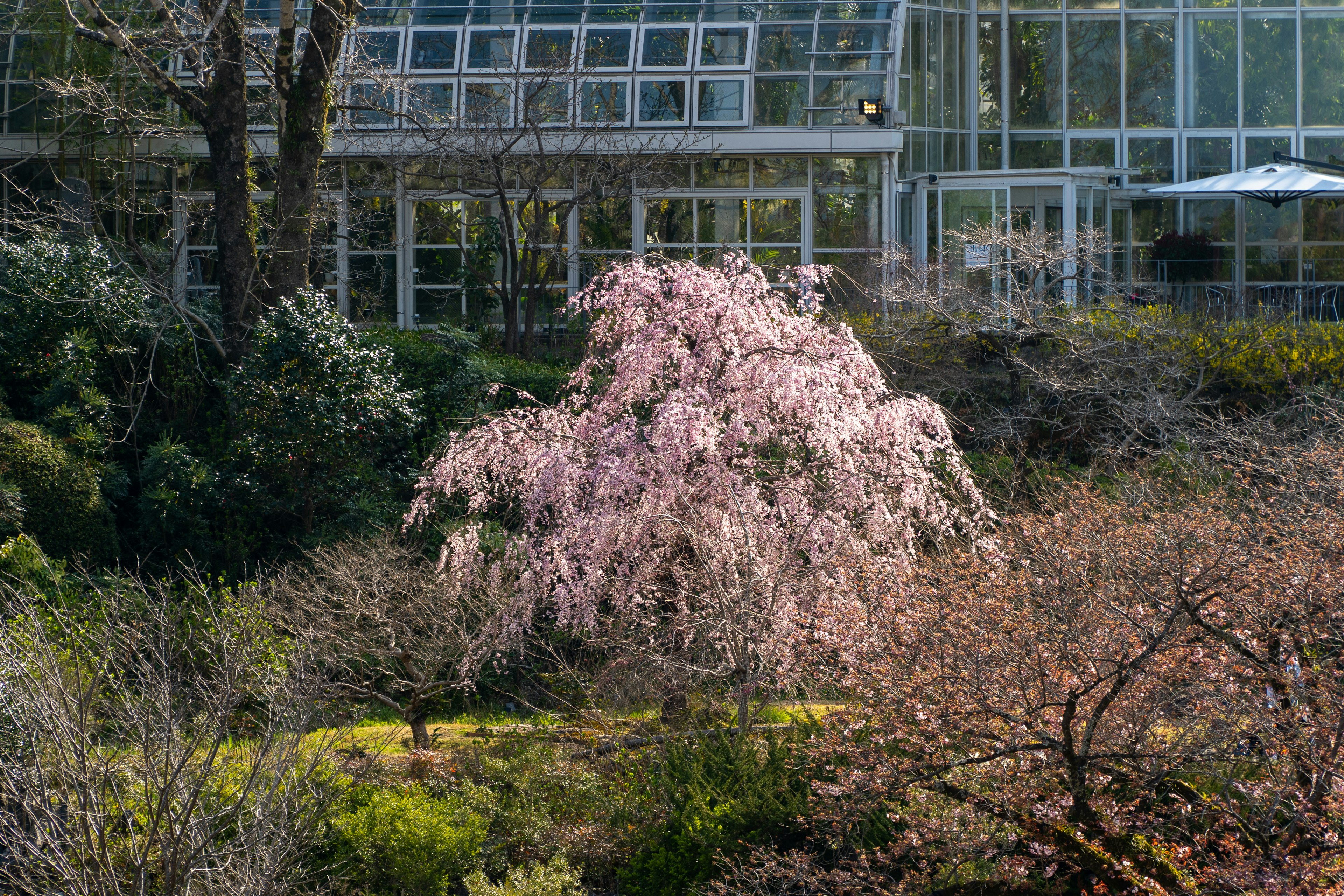 ガラスの温室の近くに咲く桜の木と周囲の緑