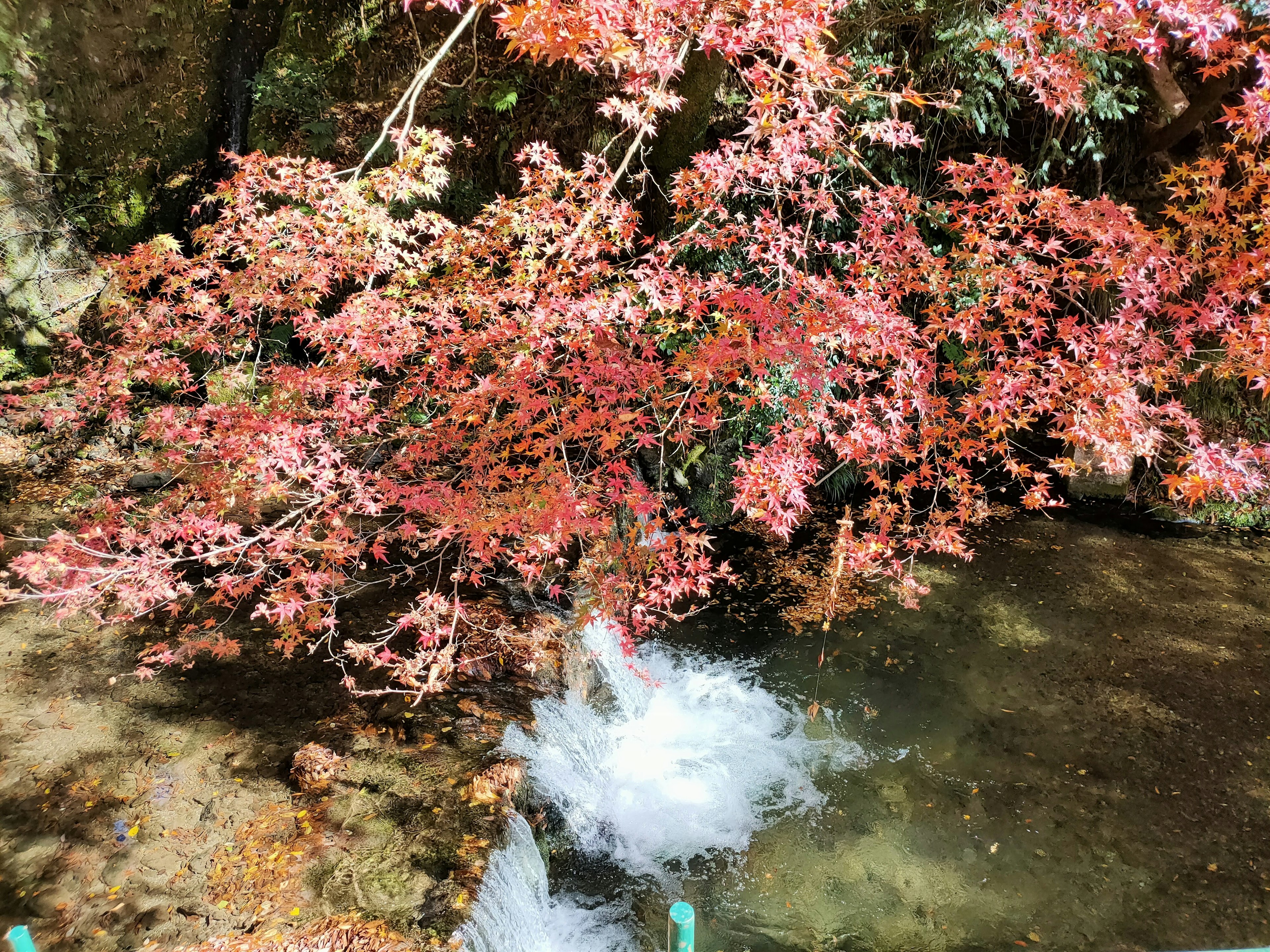 美しい紅葉と流れる水の風景