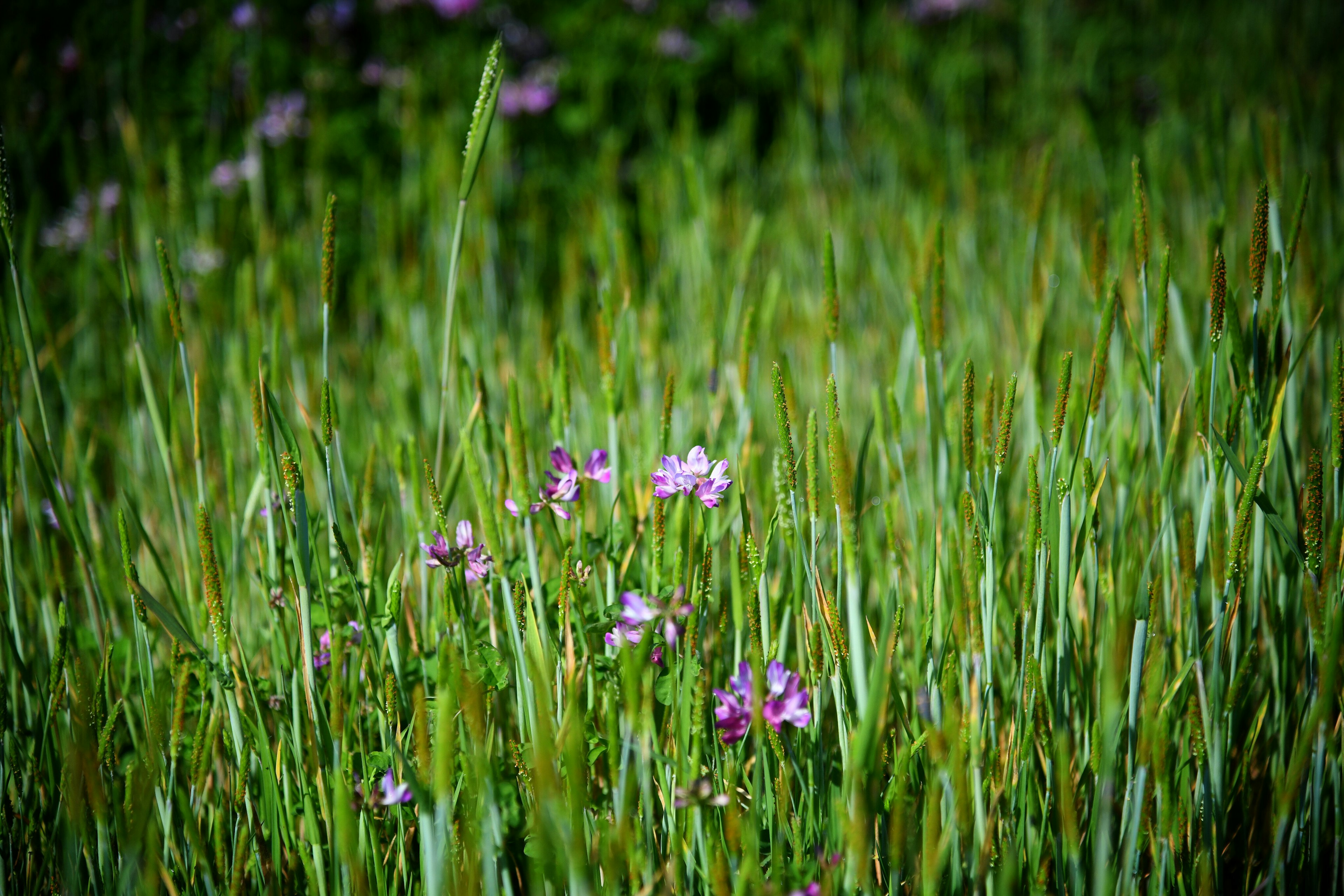 Lila Blumen verstreut auf einer grünen Wiese