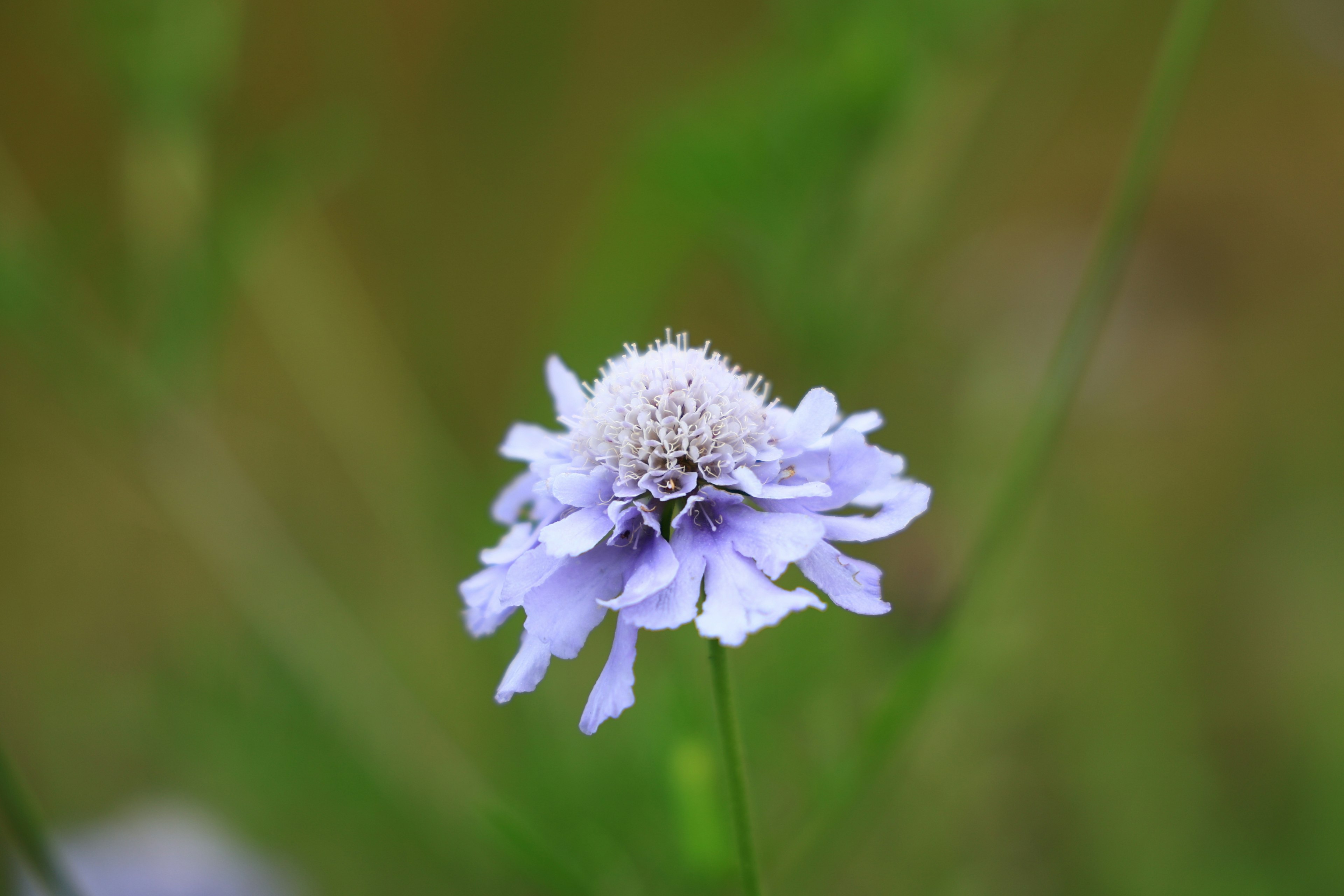 Nahaufnahme einer hellvioletten Blume mit zarten Blütenblättern