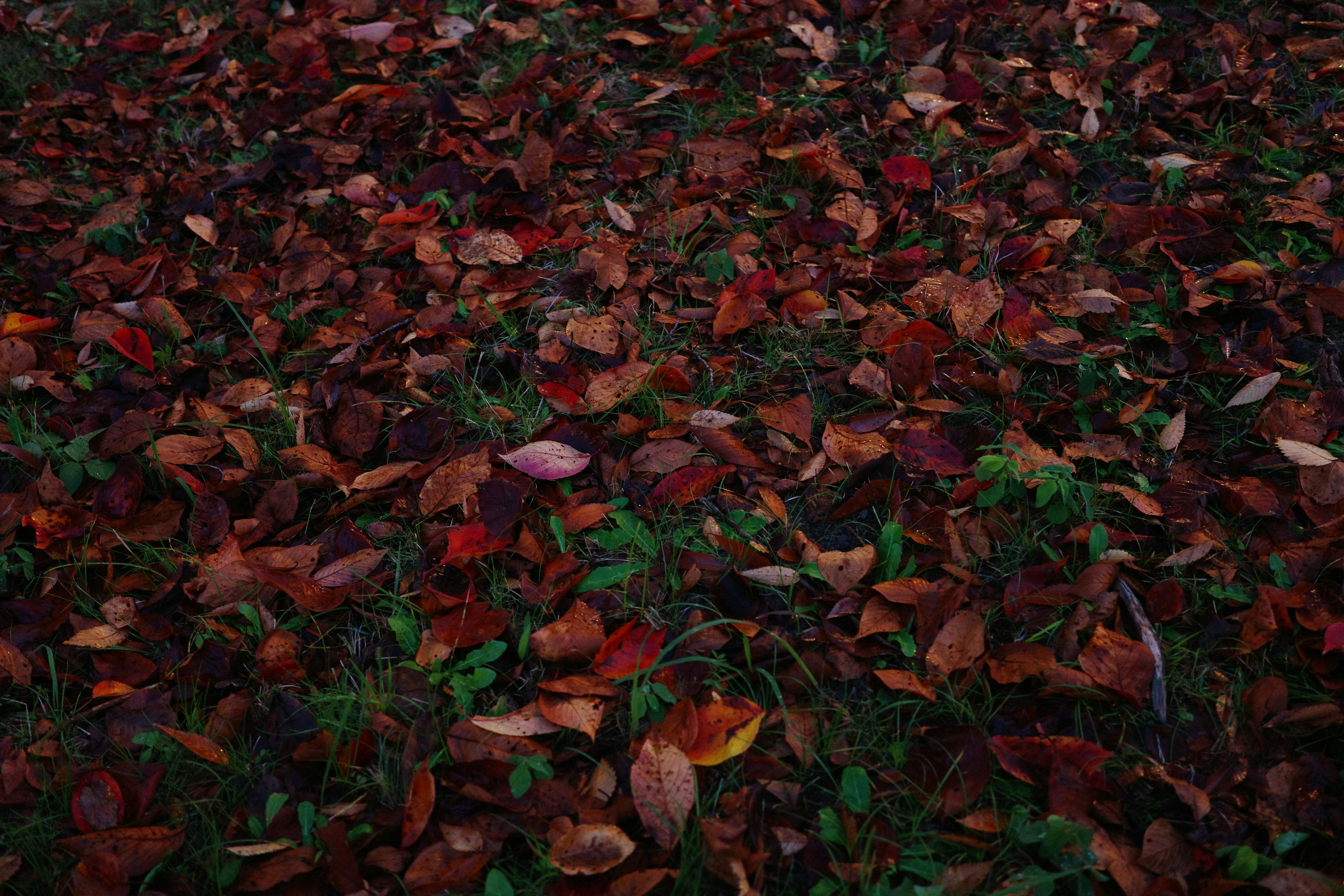 Un paysage recouvert de feuilles d'automne rouges et brunes sur le sol