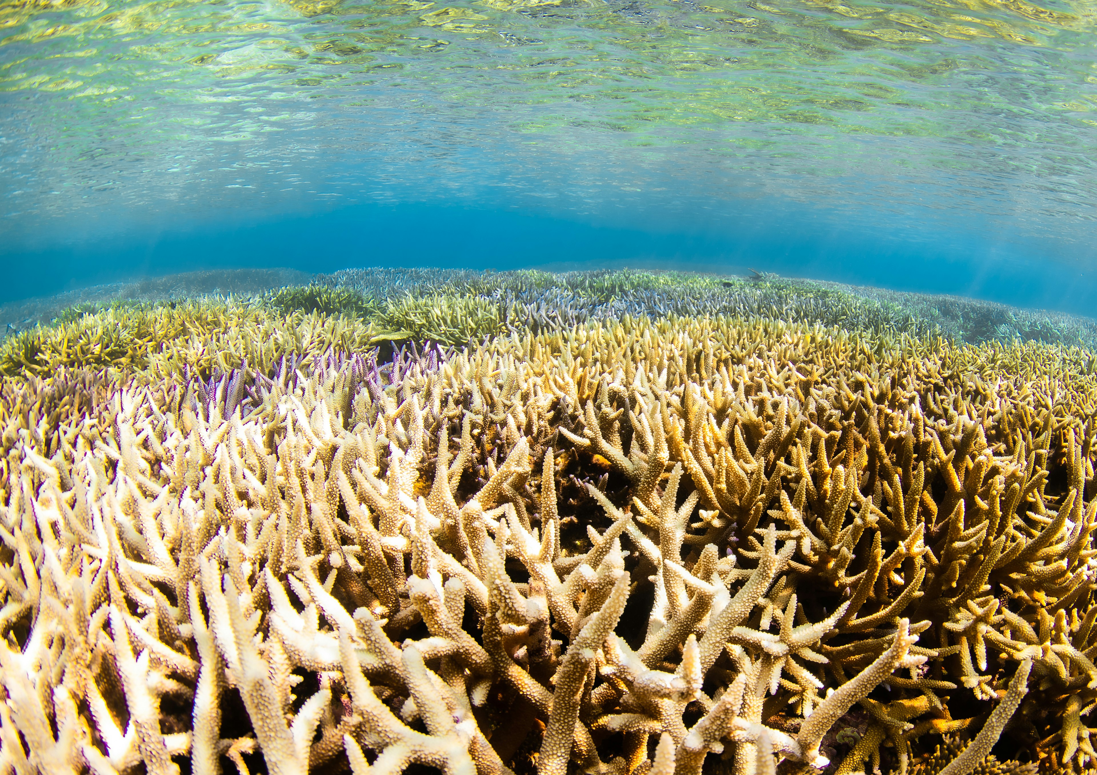 Unterwasseransicht eines Korallenriffs mit bunten Korallen und blauer Wasseroberfläche