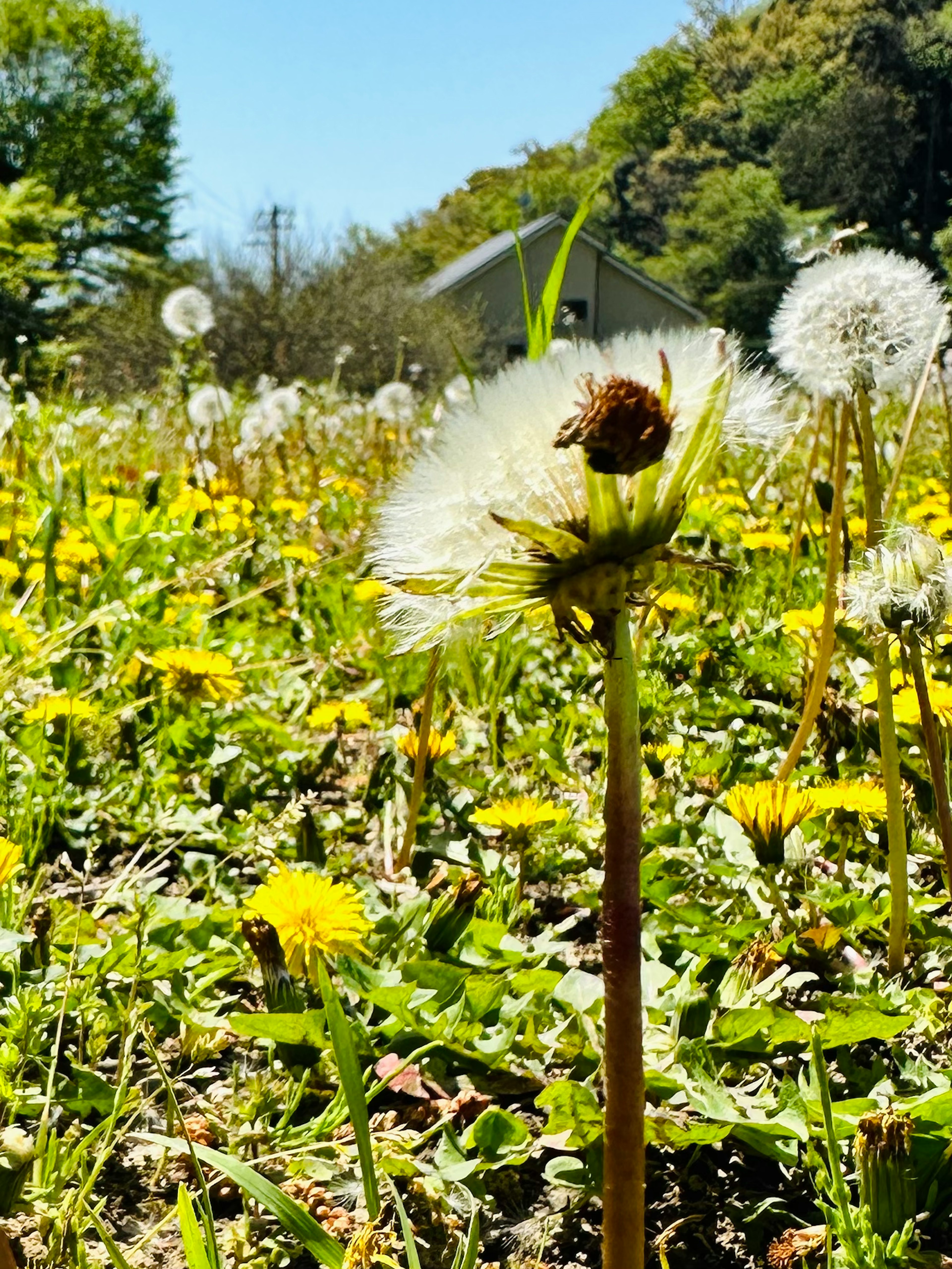 Un champ de pissenlits jaunes et de boules blanches avec une abeille sur un pissenlit