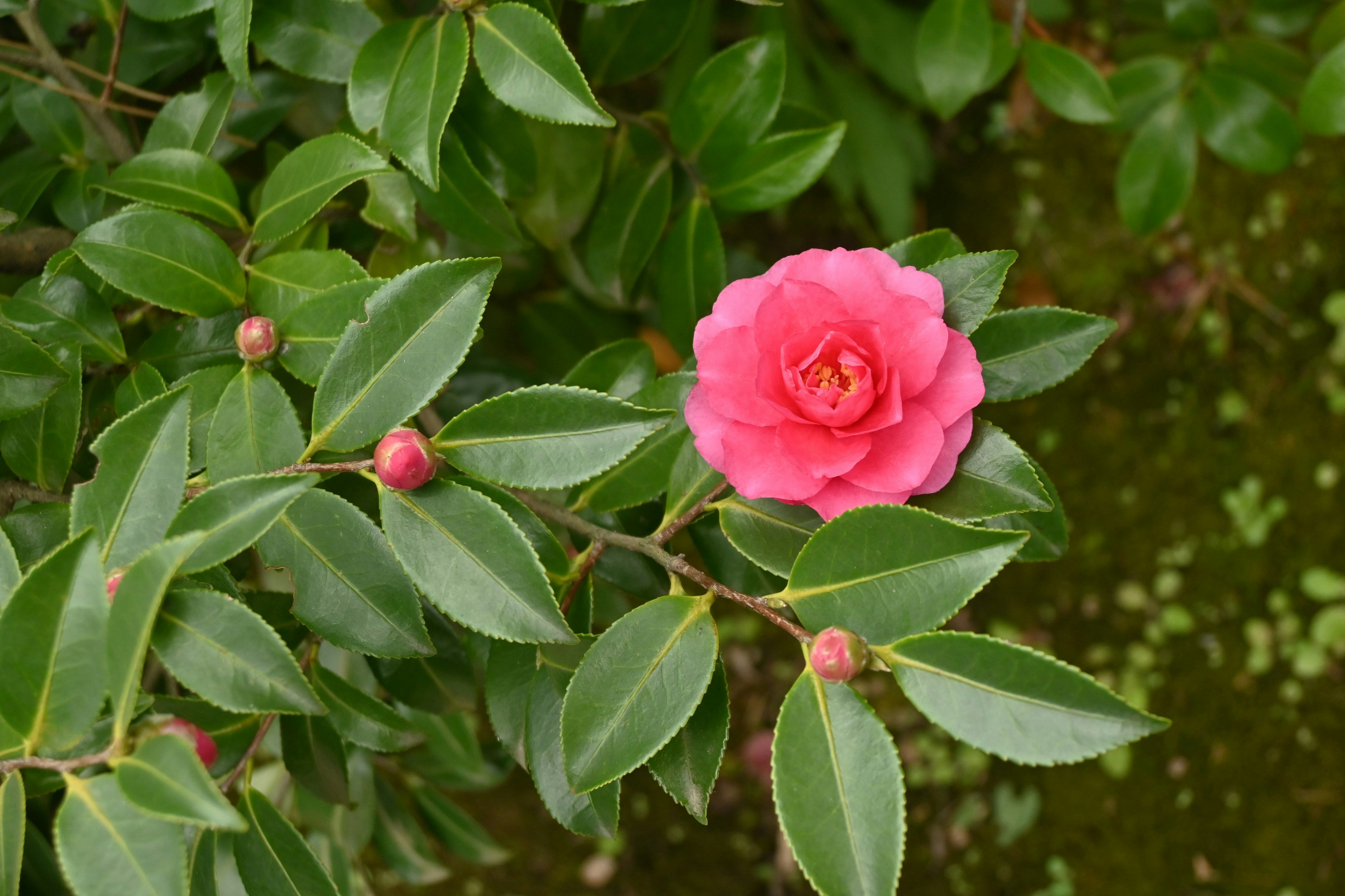 Primo piano di un fiore di camelia rosa con foglie verdi