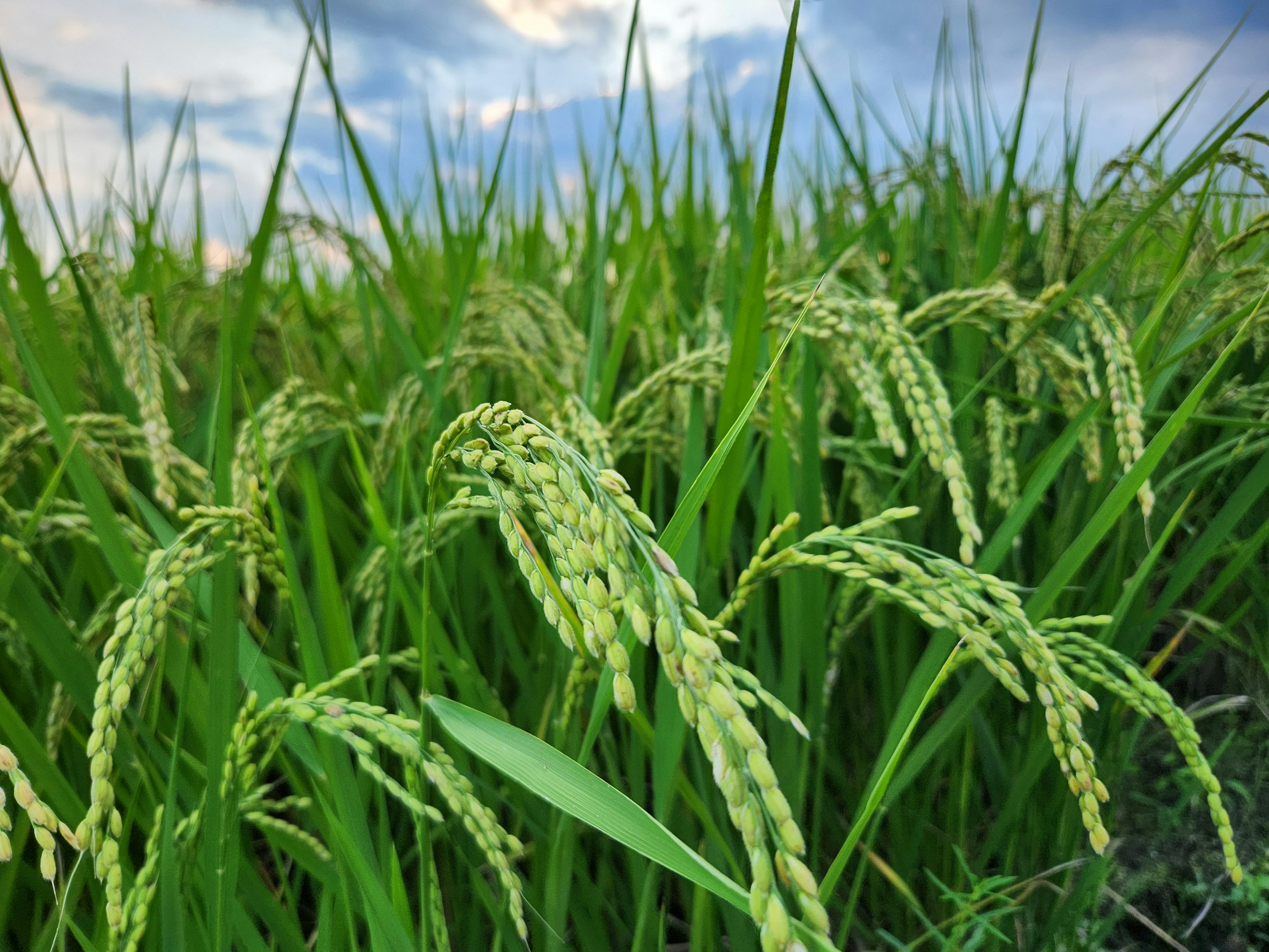 Tallos de arroz verdes con granos balanceándose contra un cielo al atardecer