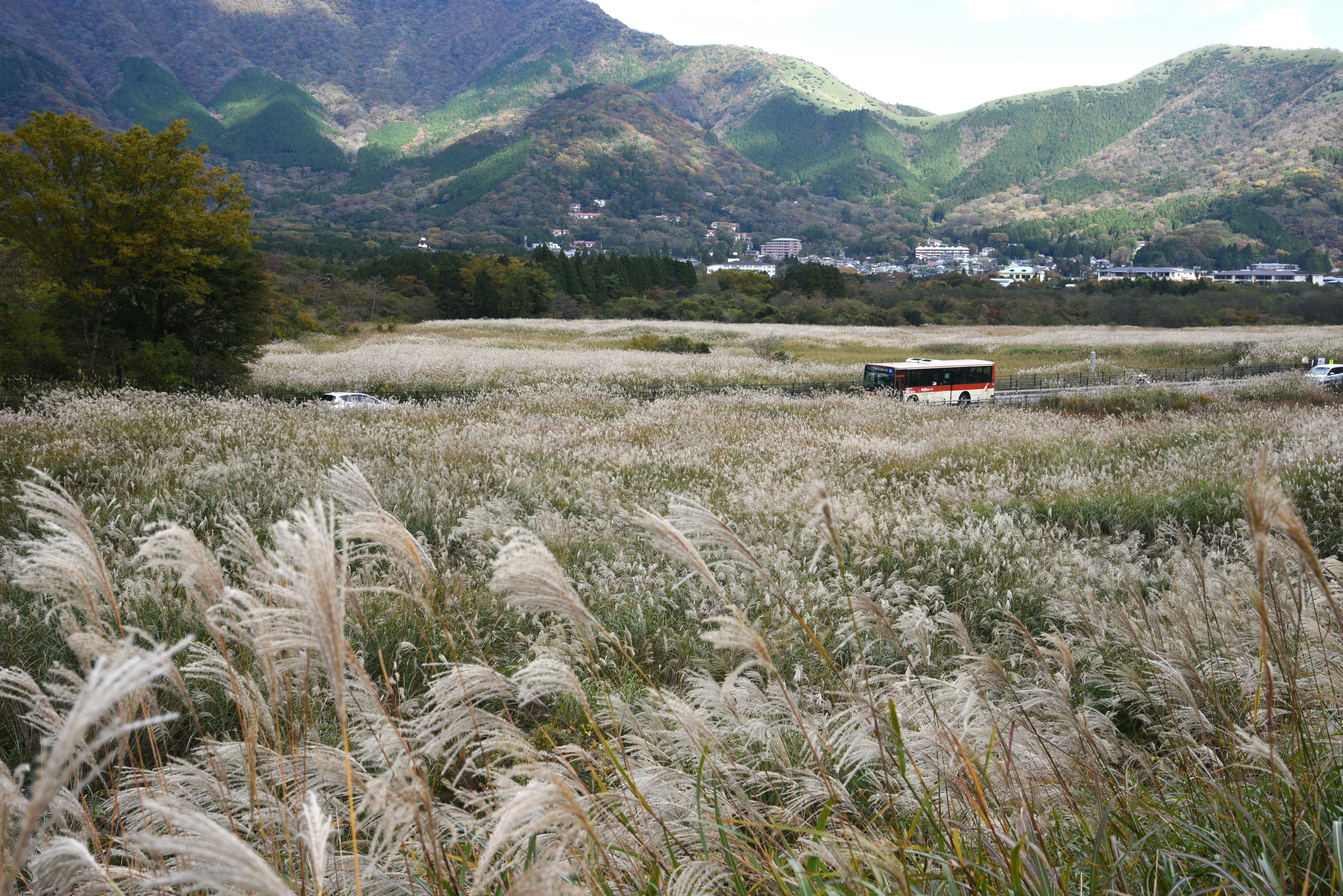 廣闊的蒲草田野與背景中的山脈