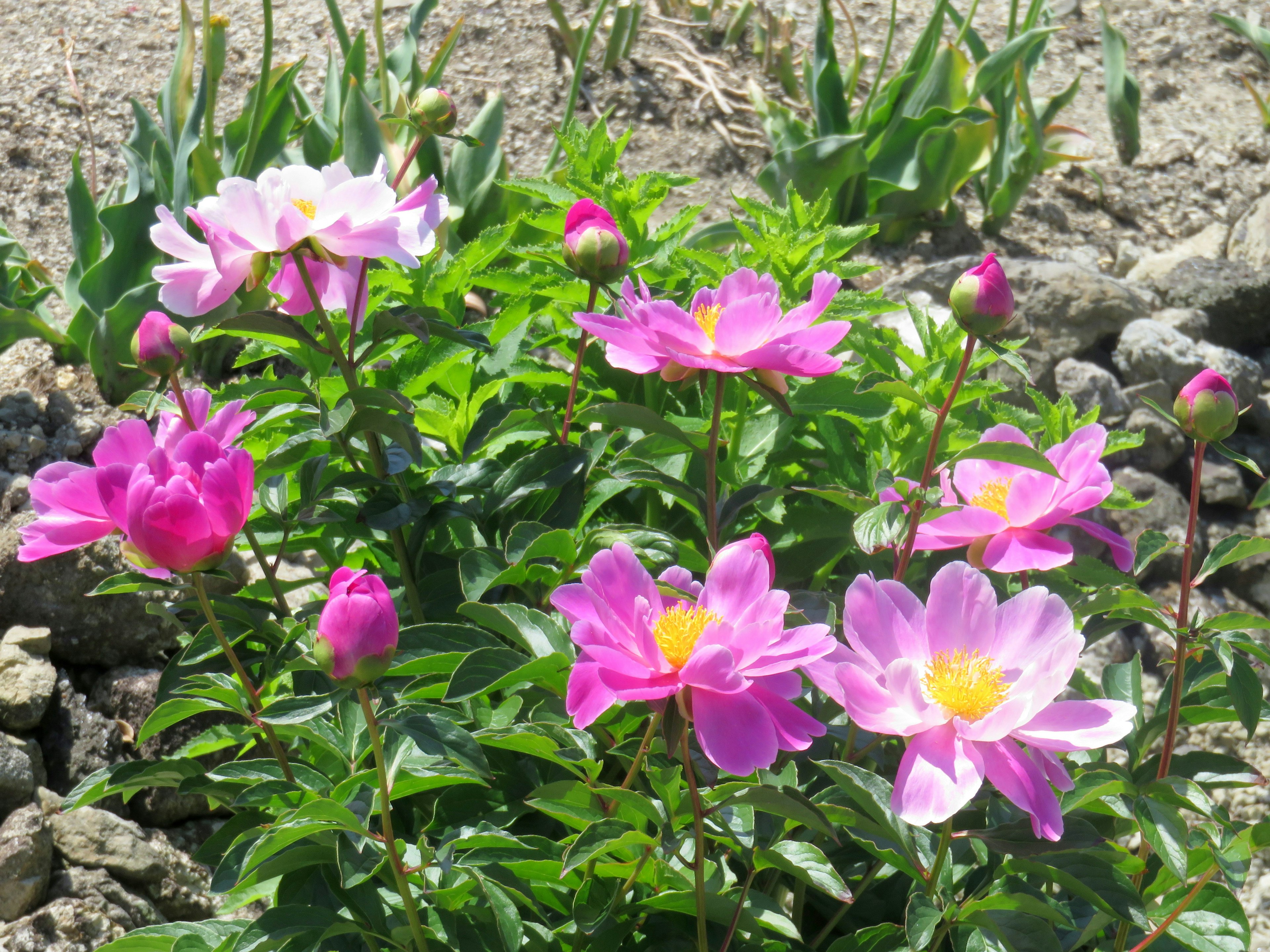 色とりどりのピンクの花が咲く庭の風景