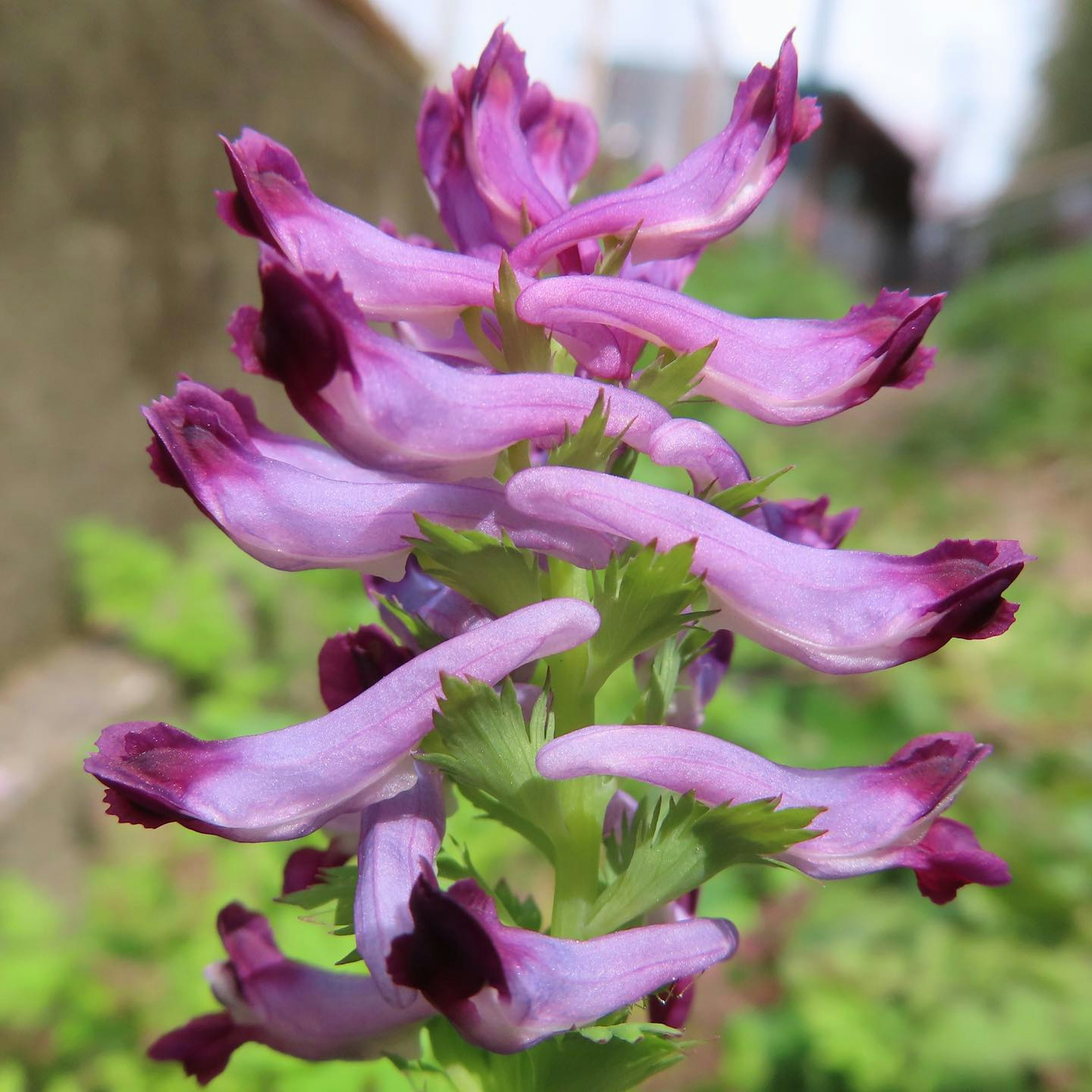 Primo piano di una bella pianta con petali viola