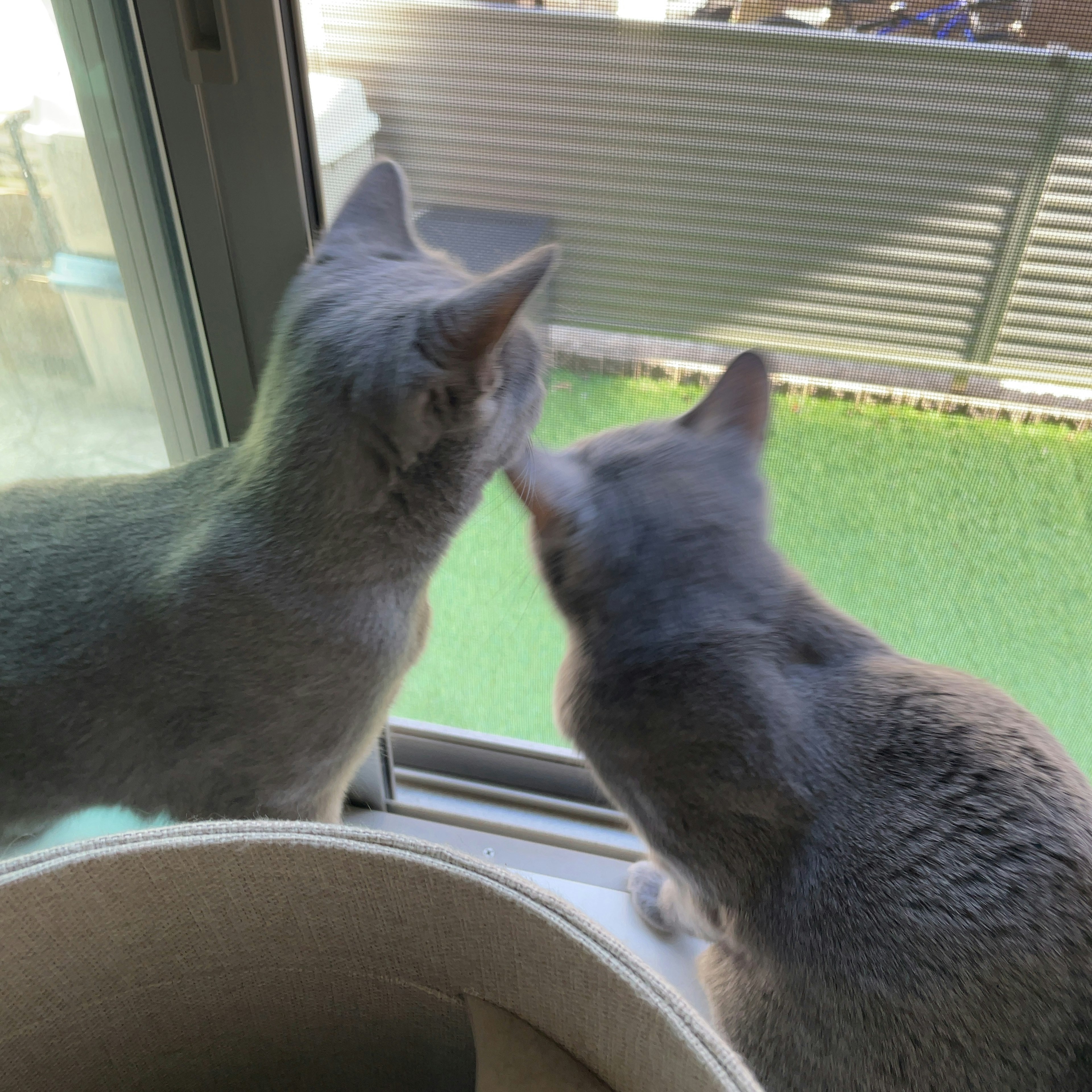 Due gatti grigi che guardano fuori dalla finestra