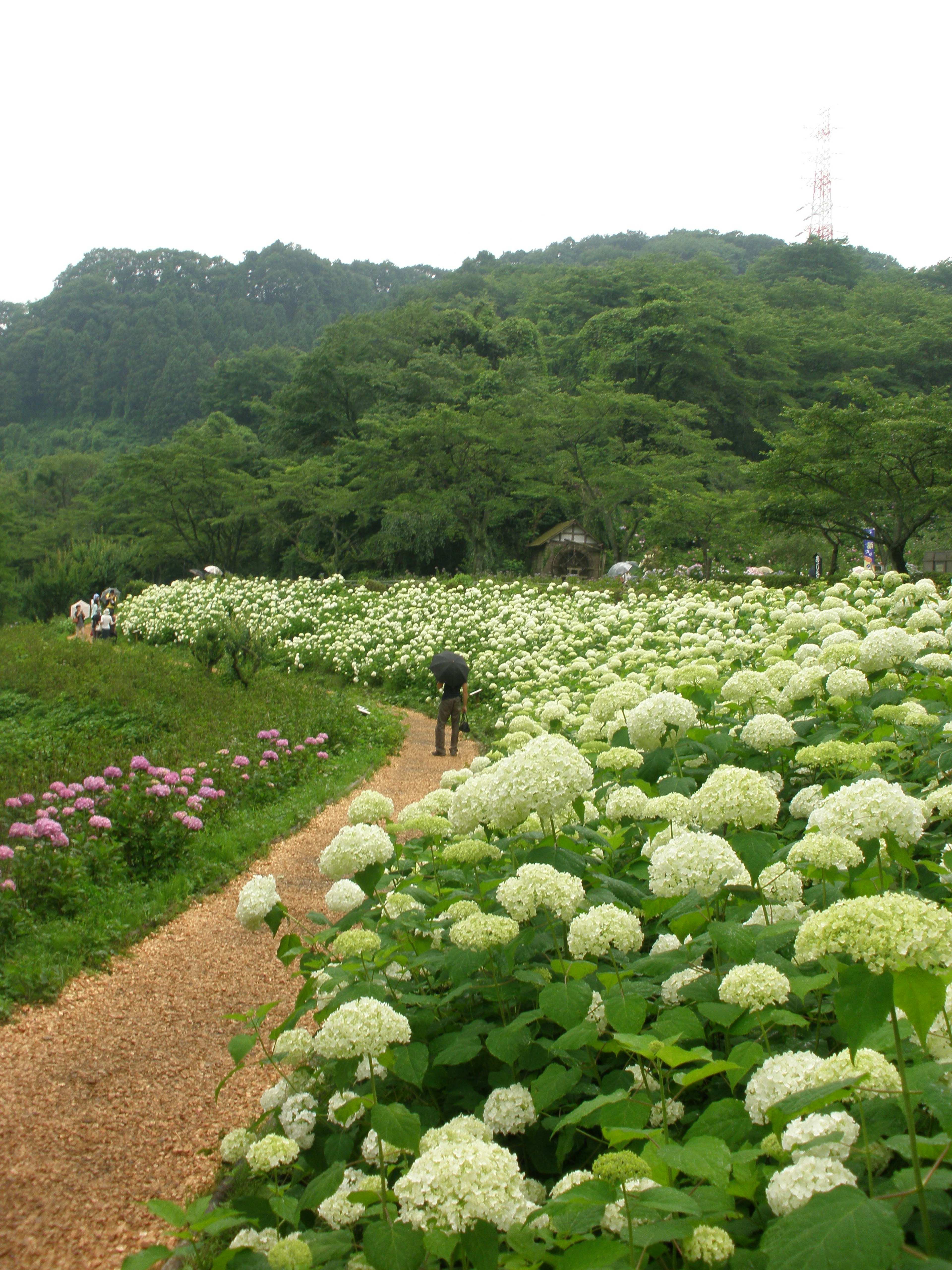 Personas caminando en un campo de flores de hortensias rodeado de colinas verdes