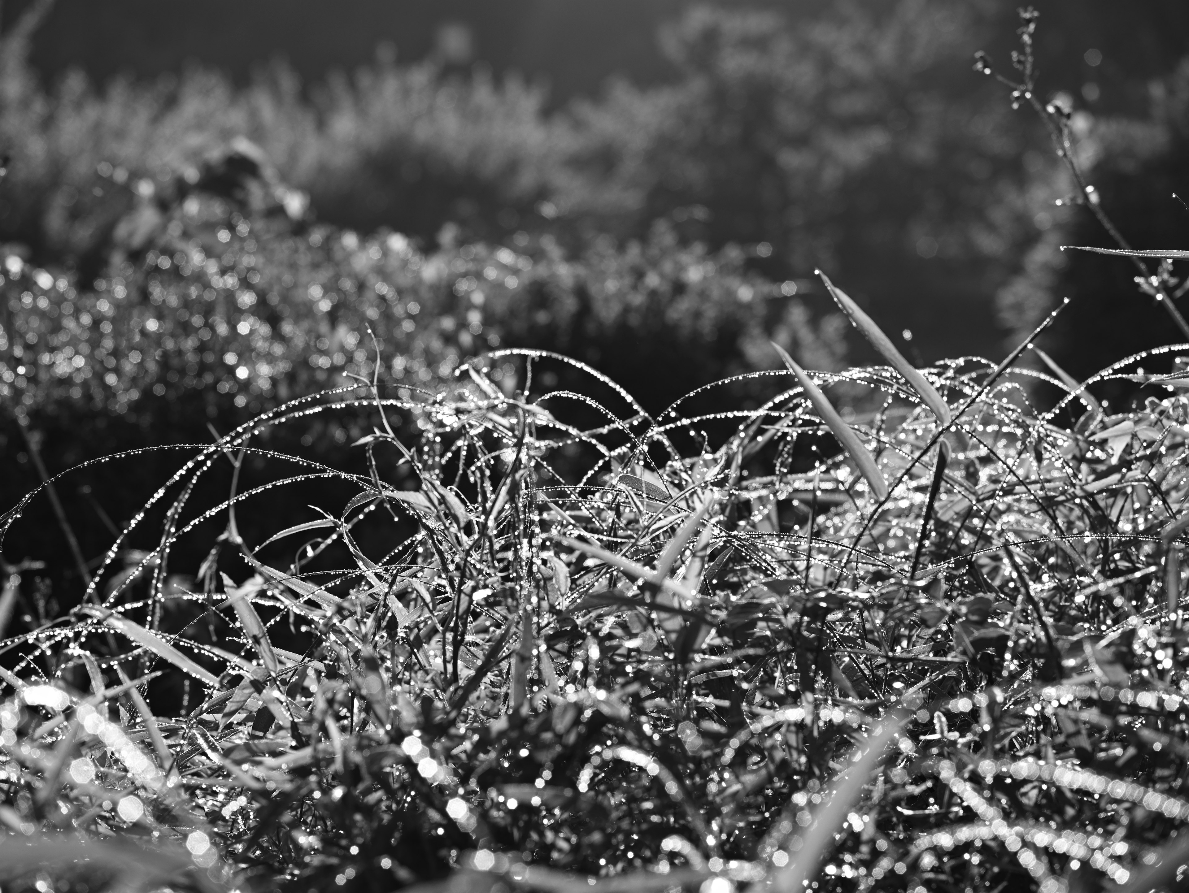 Dew-covered grass blades glistening in a monochrome landscape