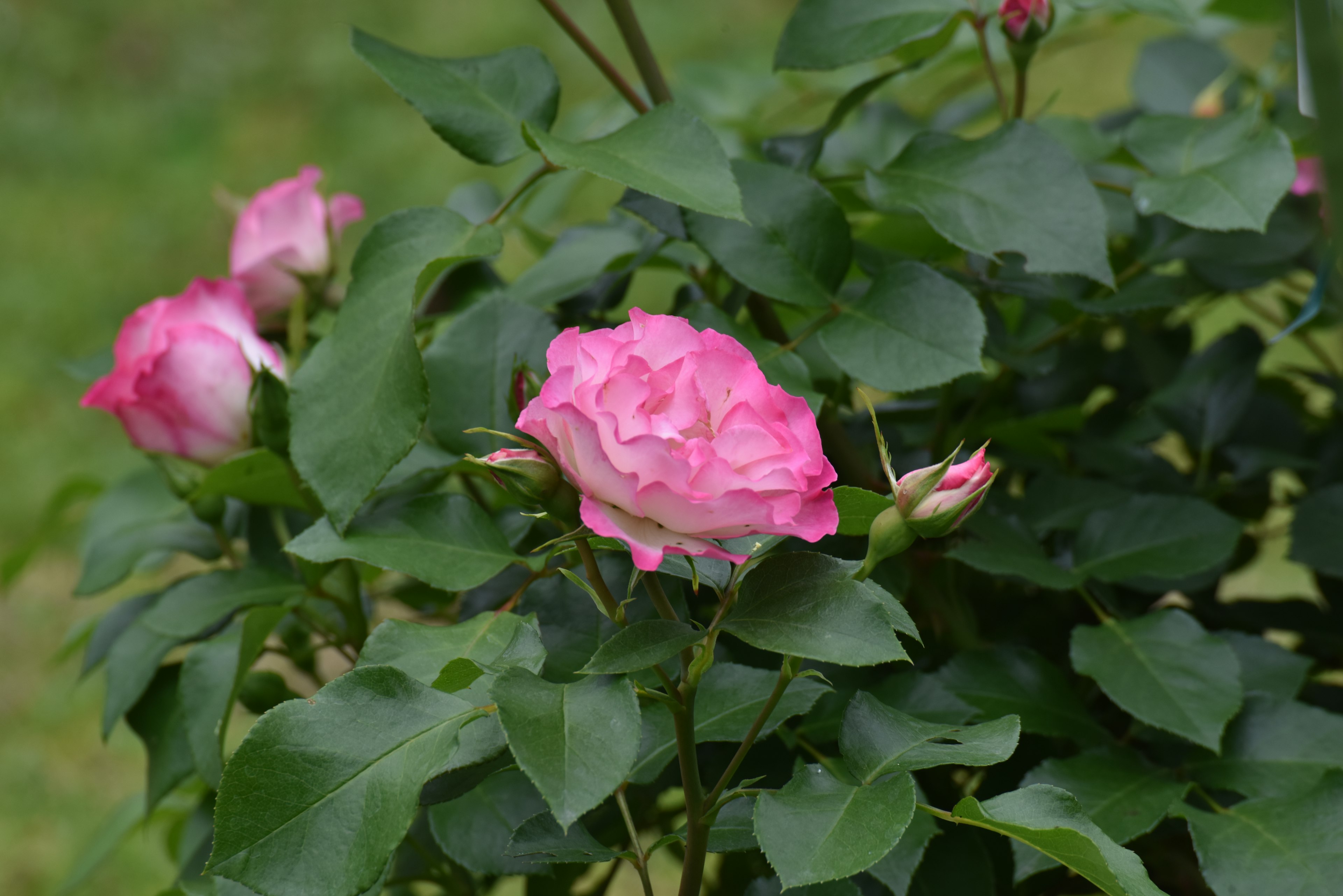 緑の葉の中に咲くピンクのバラの花