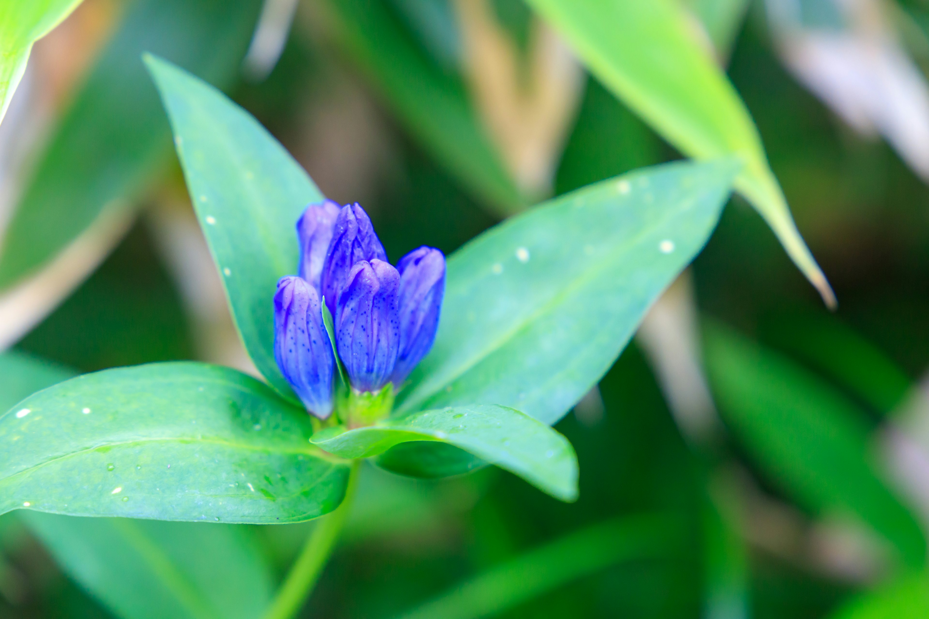 Flor azul-púrpura rodeada de hojas verdes