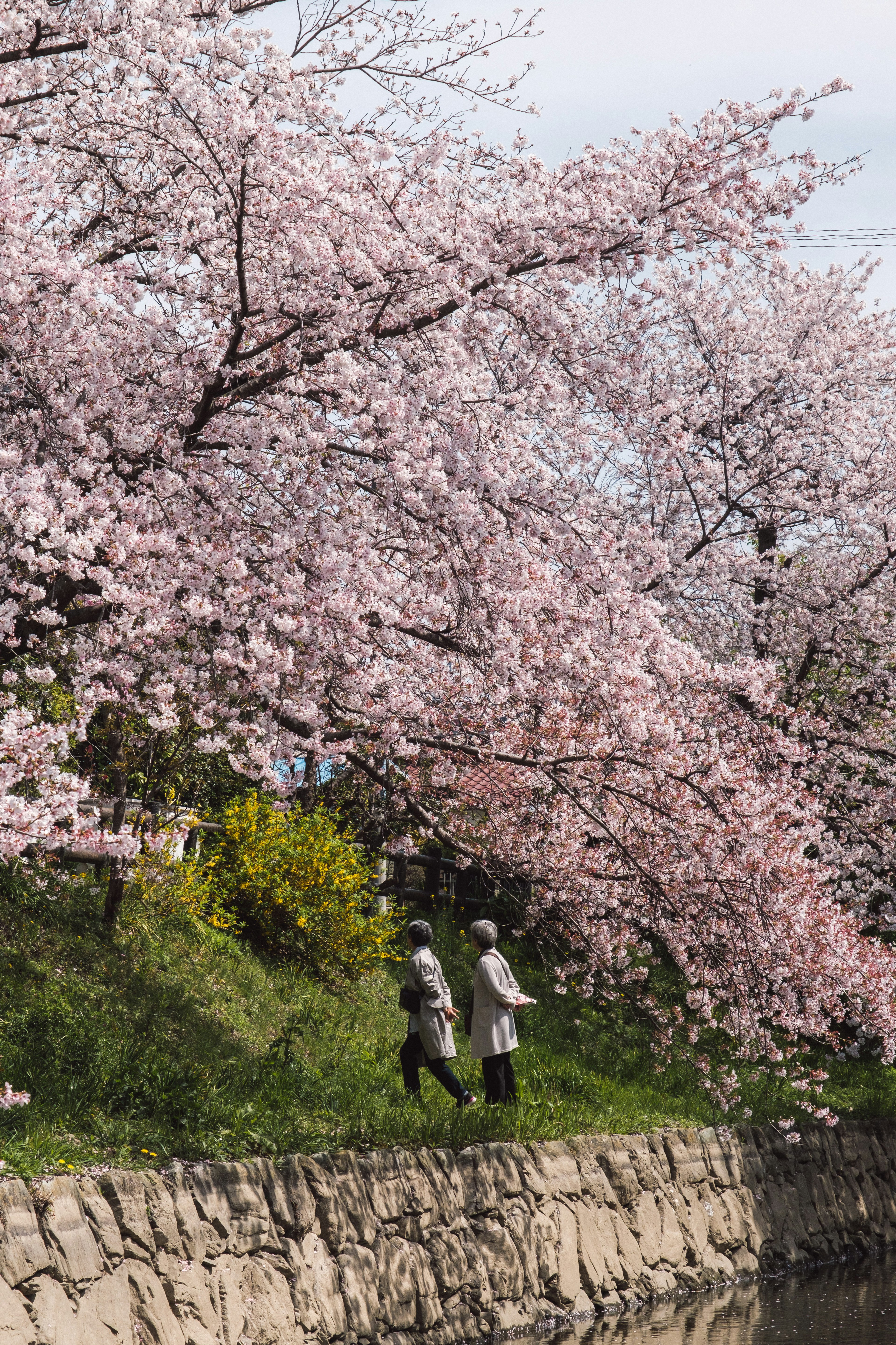 Dua orang berjalan di bawah pohon sakura dalam suasana musim semi