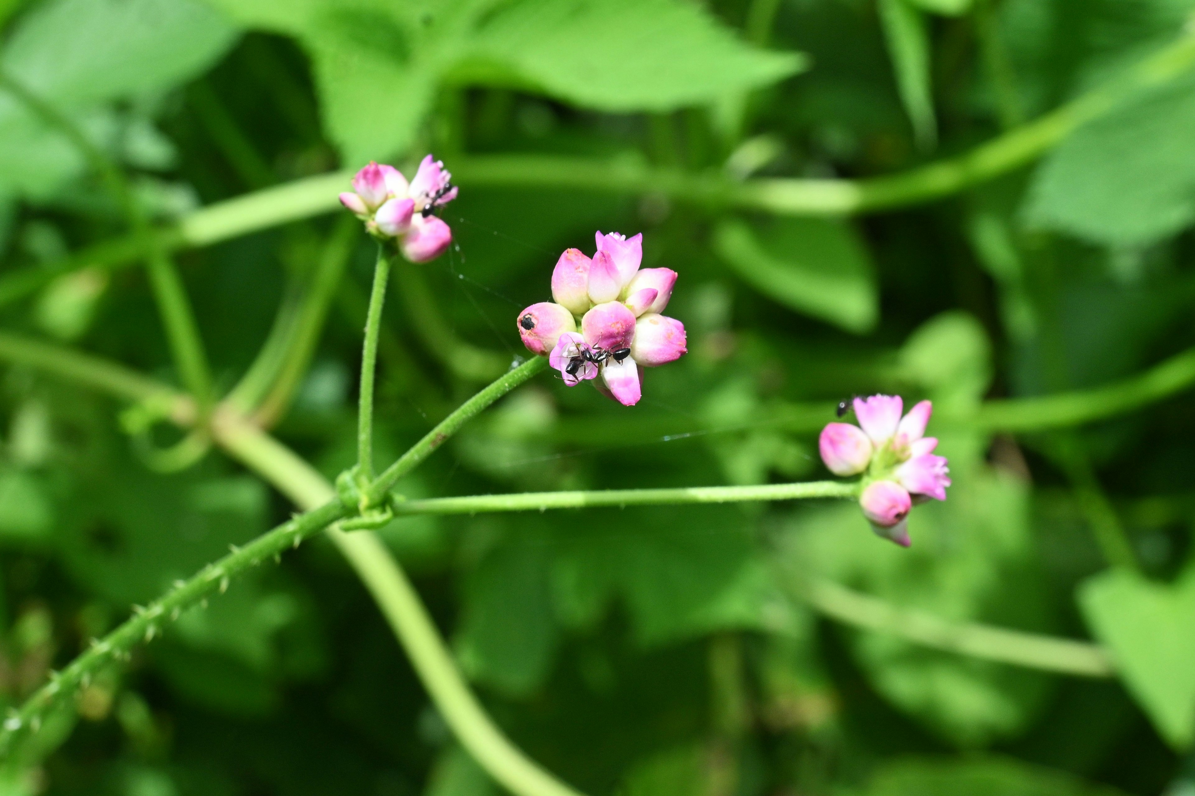 緑の葉の間に咲く小さなピンクの花