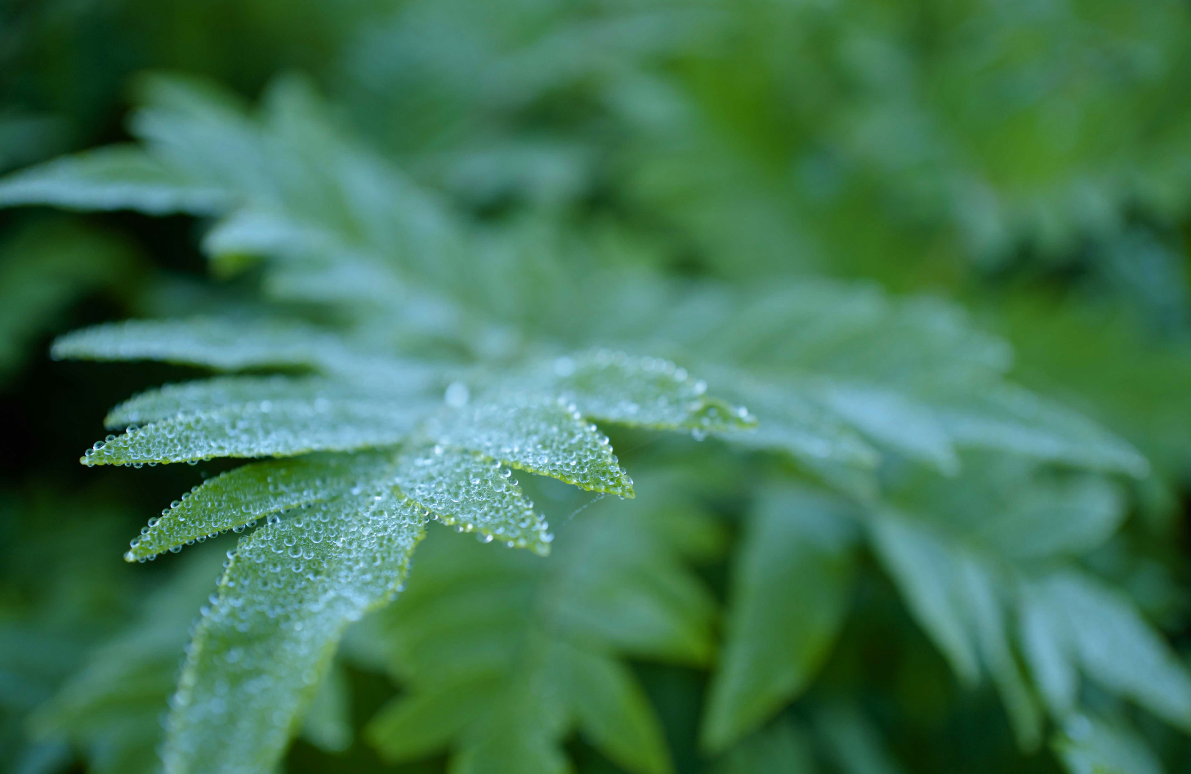 Primer plano de una hoja verde con gotas de rocío brillando