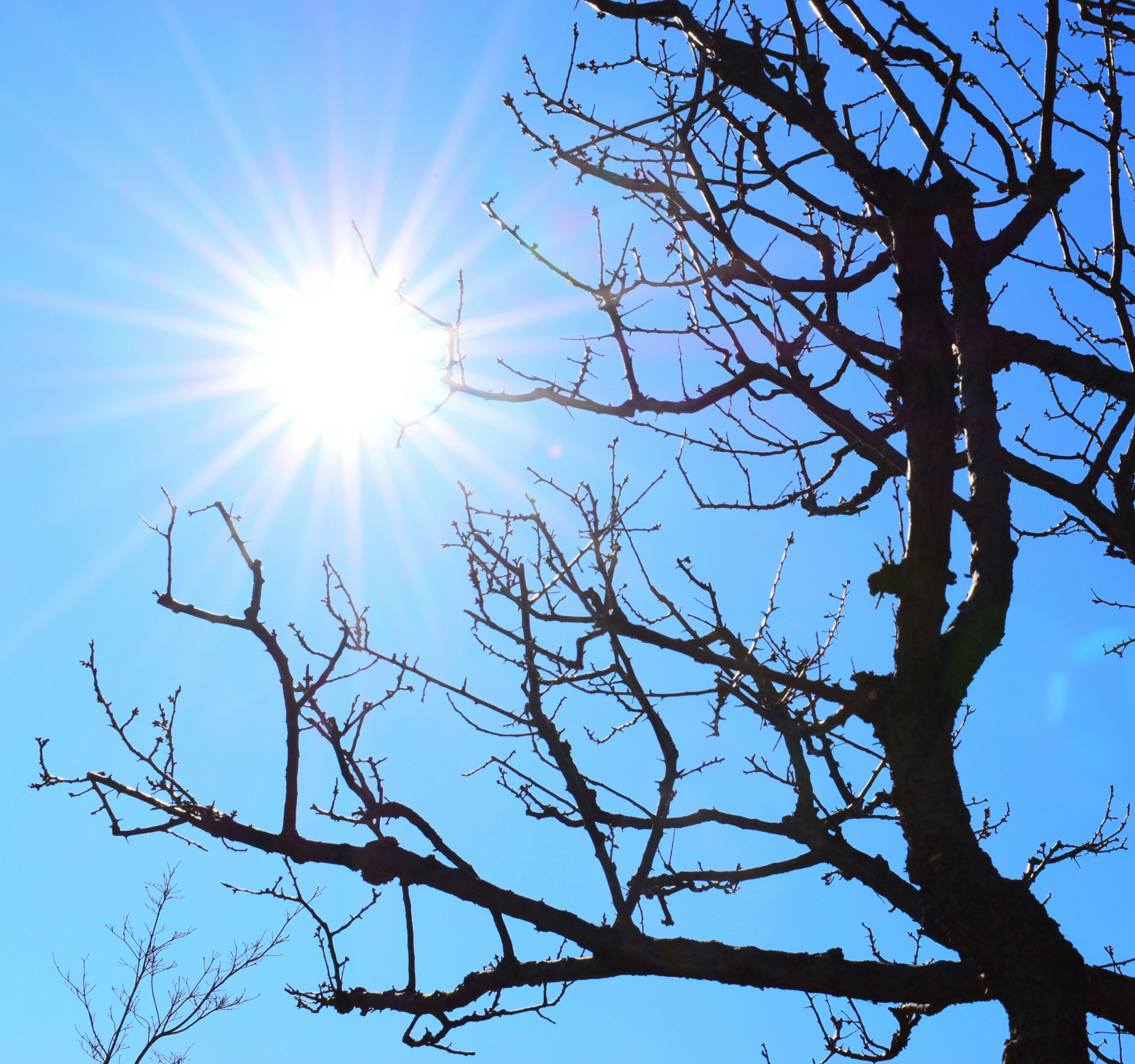 Ramas desnudas de un árbol contra un sol brillante y un cielo azul