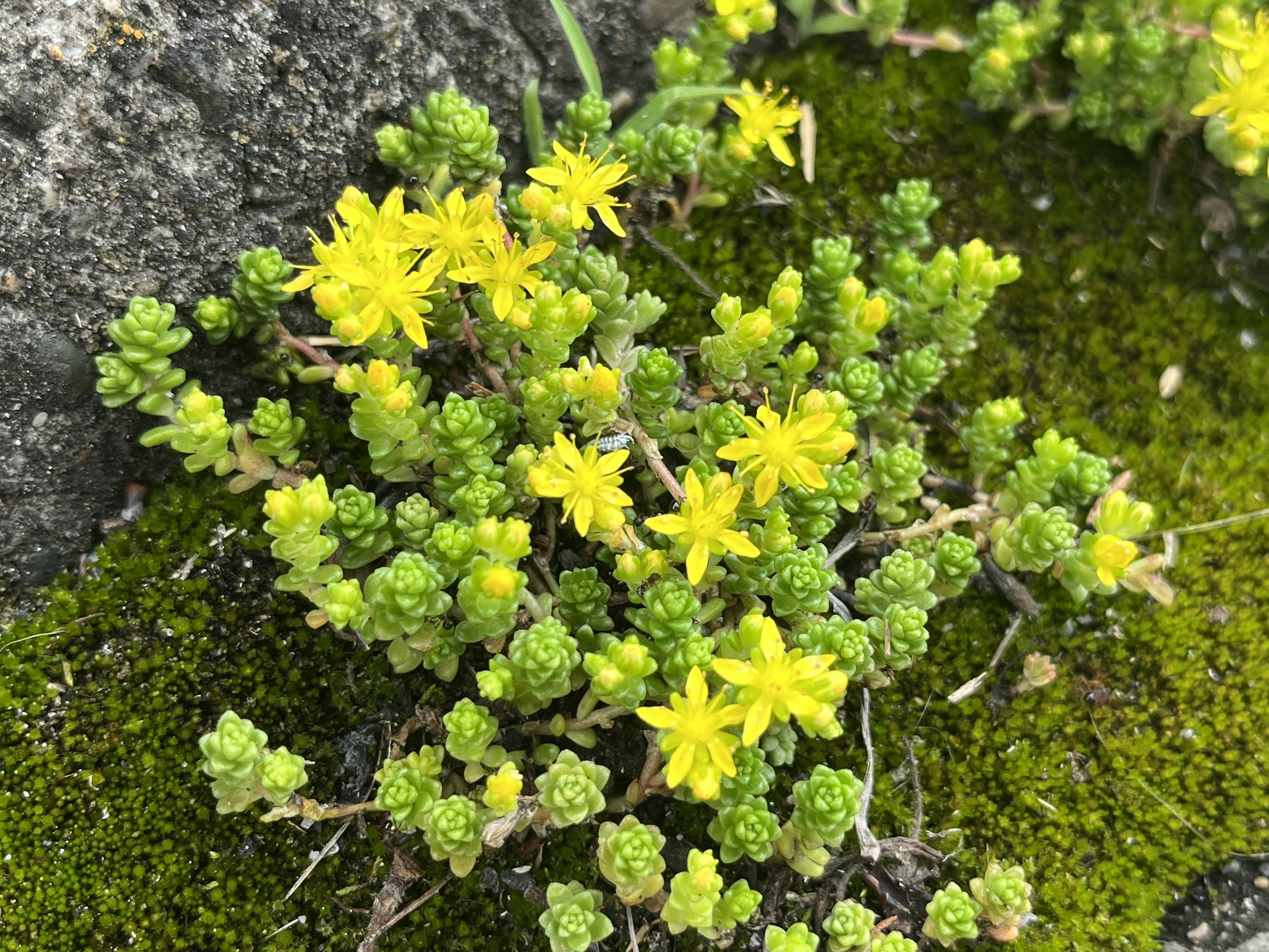 Cluster of succulent plants with green leaves and yellow flowers