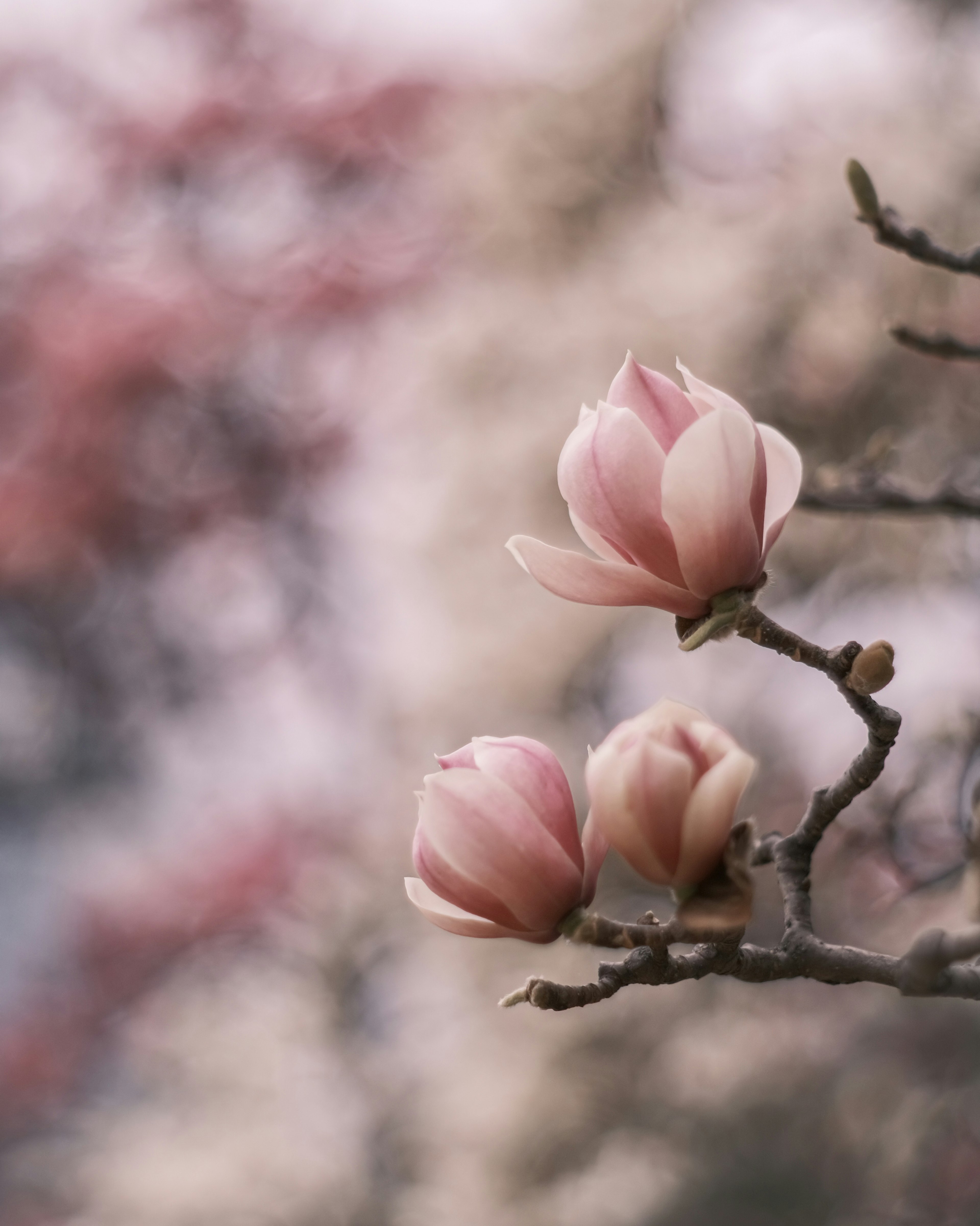 Primer plano de elegantes flores de magnolia rosa en una rama