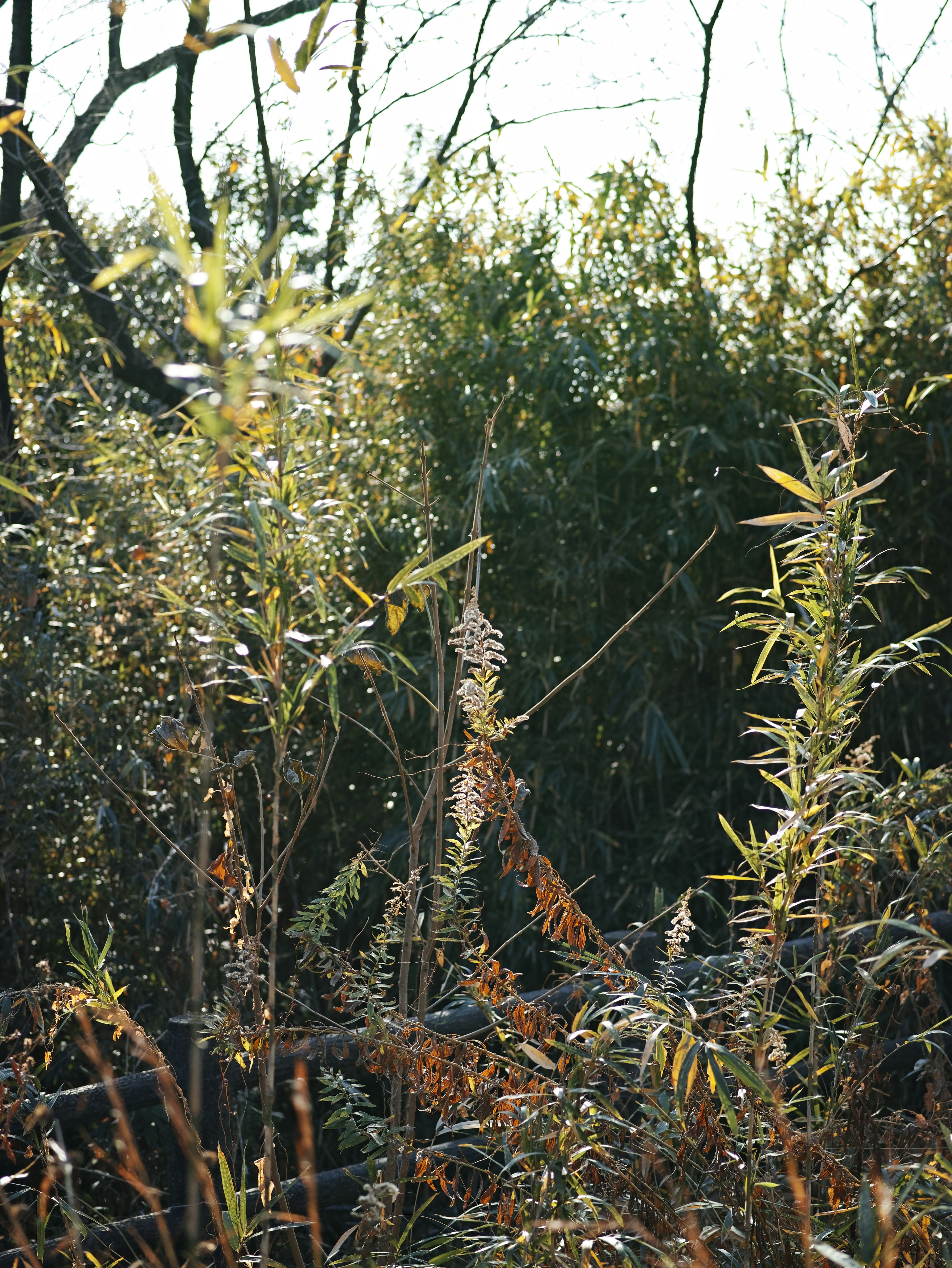 緑の植物と草が生い茂る自然の風景