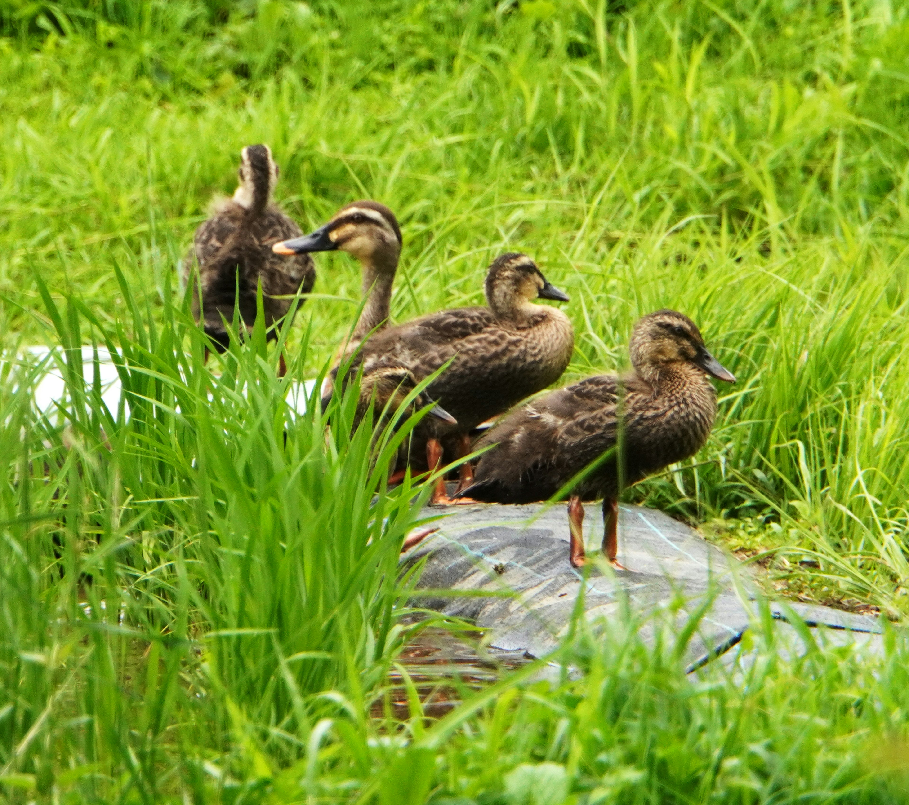 Patos jóvenes de pie en la hierba verde exuberante