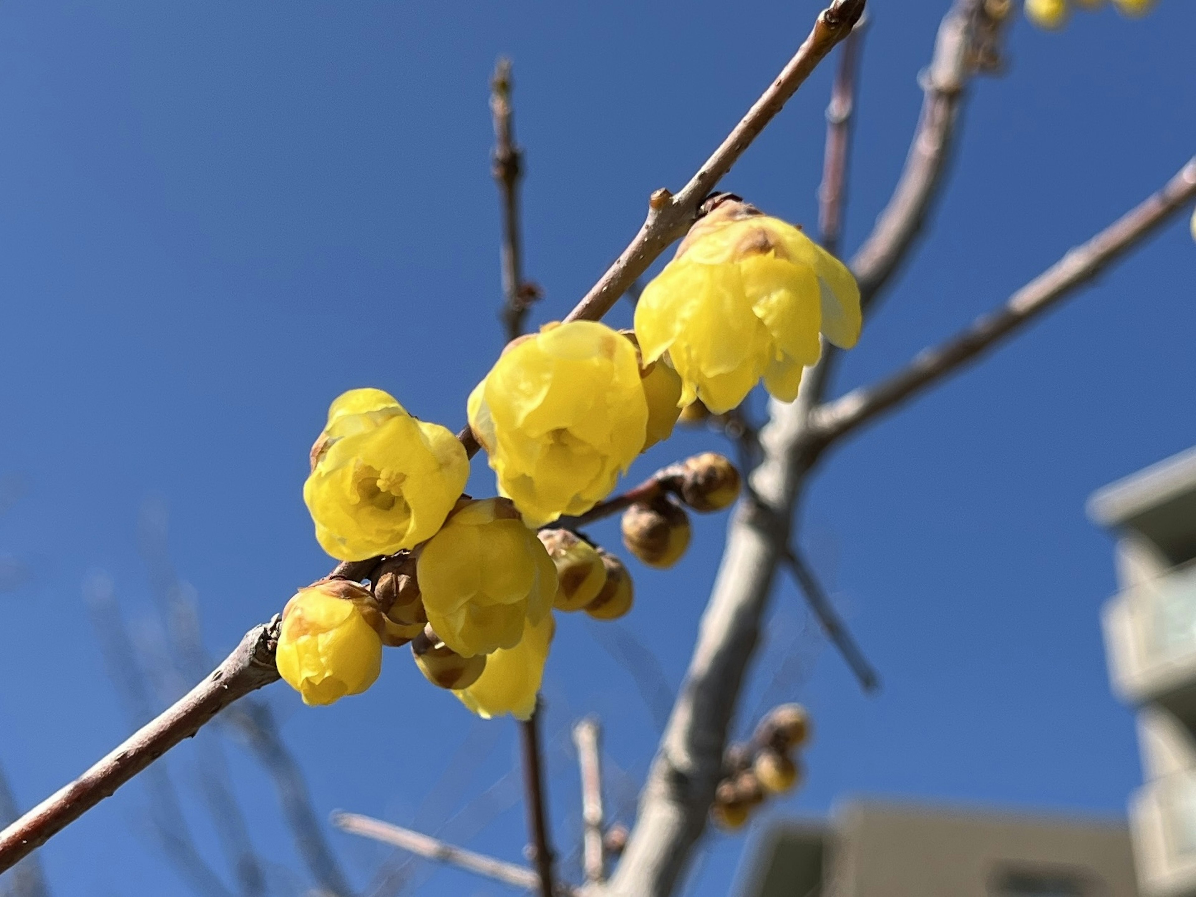 Gelbe Winterblüten blühen an einem Zweig unter einem klaren blauen Himmel