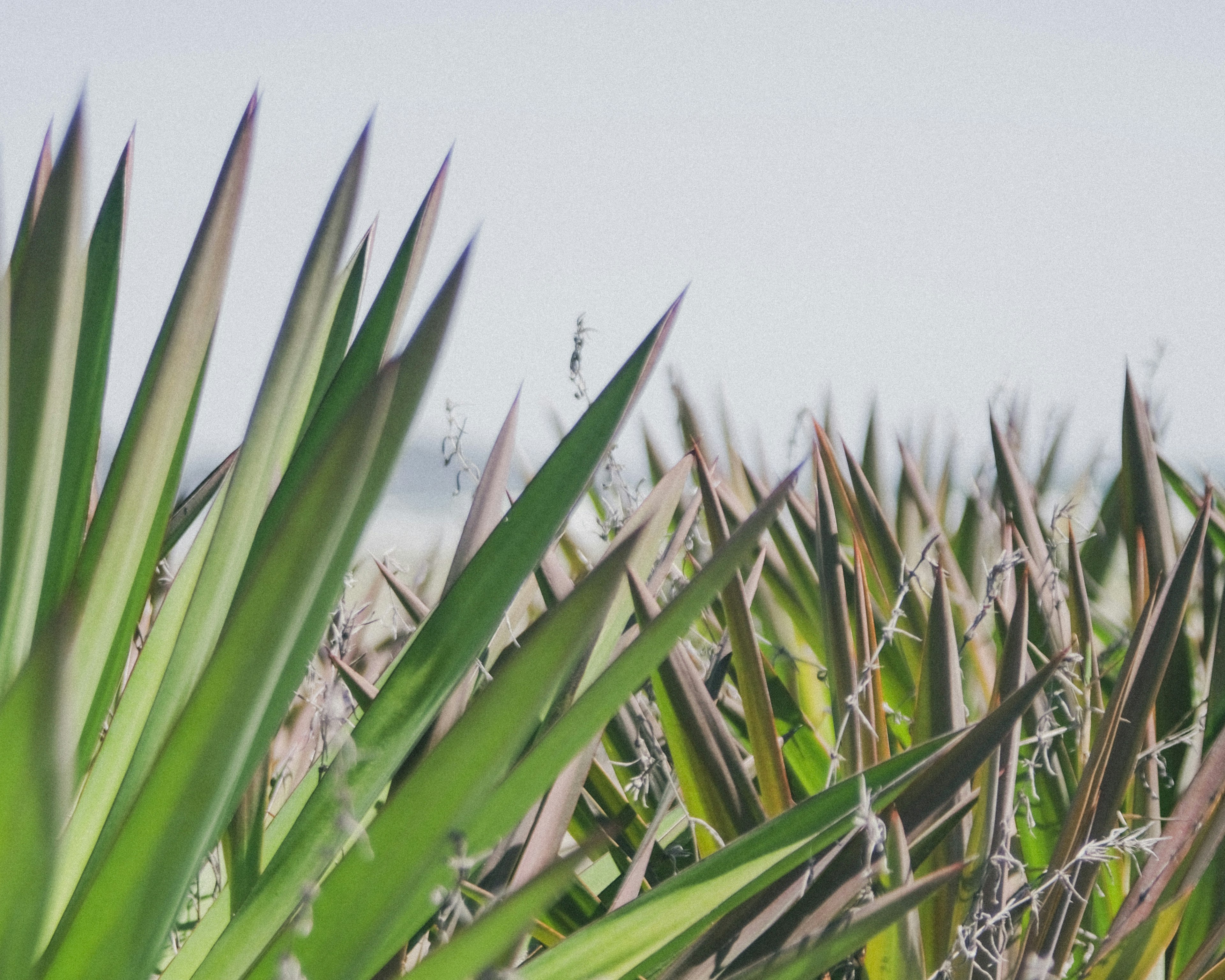 Grupo de hojas verdes puntiagudas en un campo