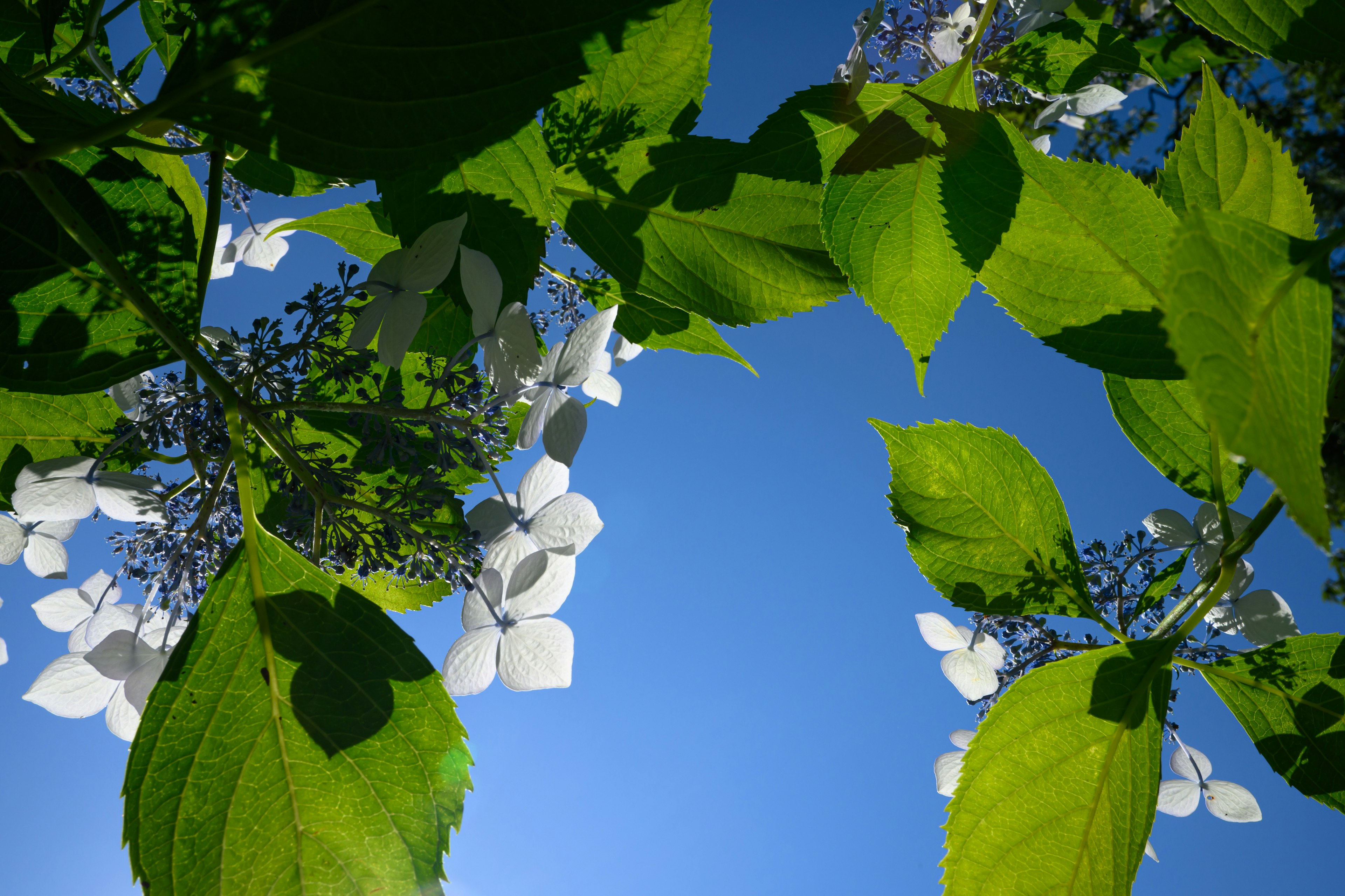 Nahaufnahme von weißen Blumen und grünen Blättern vor blauem Himmel