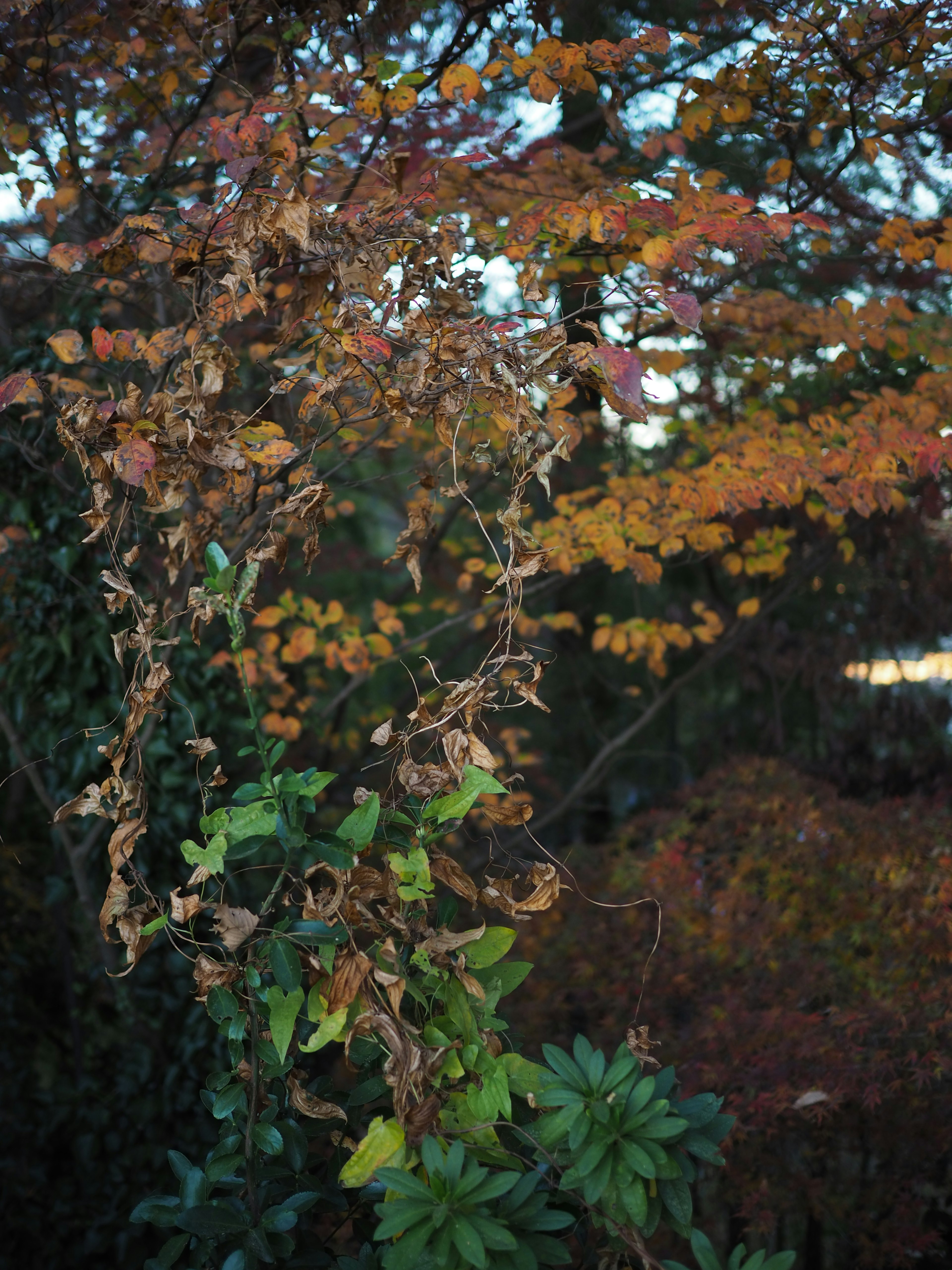 秋の色合いが美しい木の葉と緑の植物のコントラスト