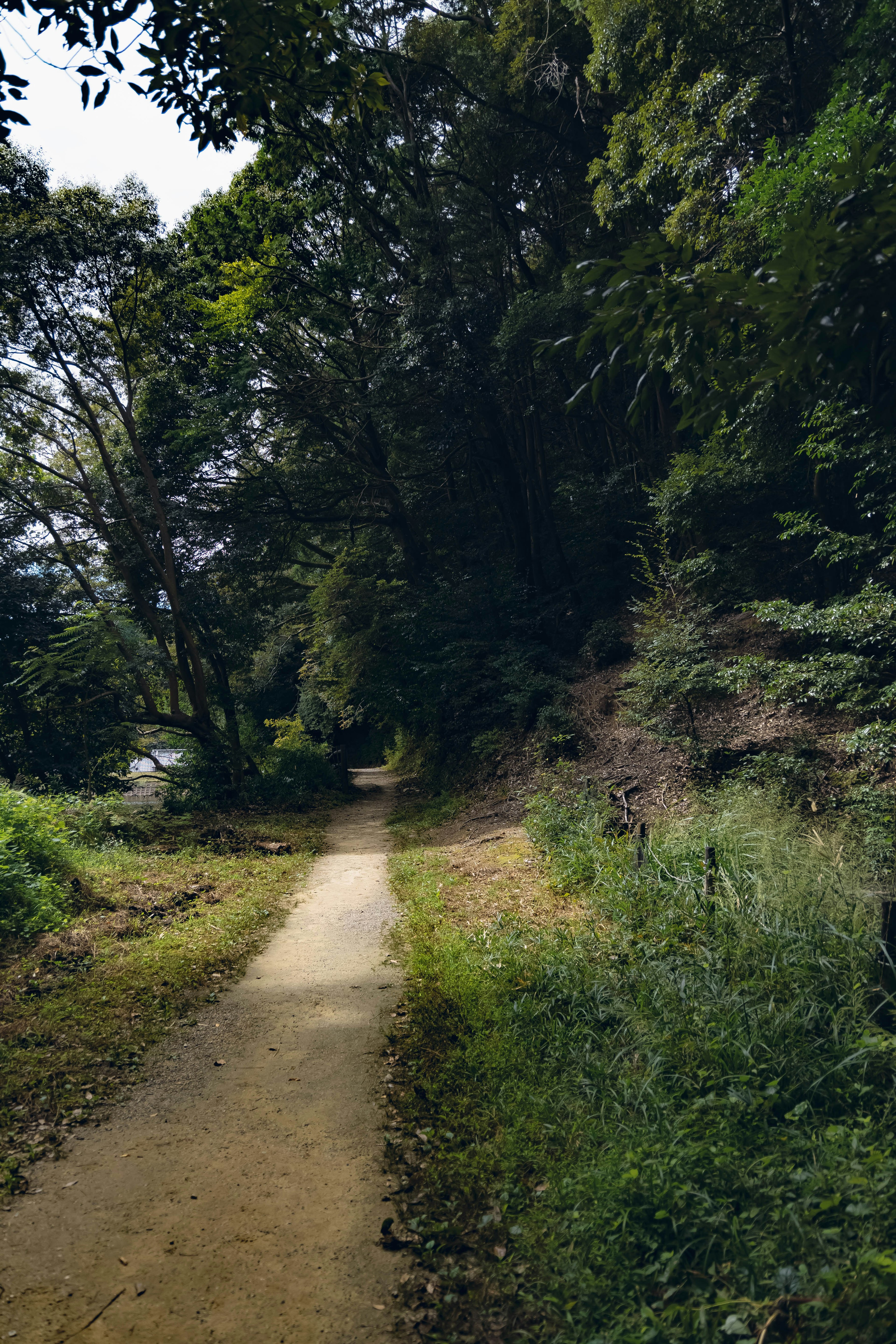 緑豊かな木々に囲まれた歩道の風景