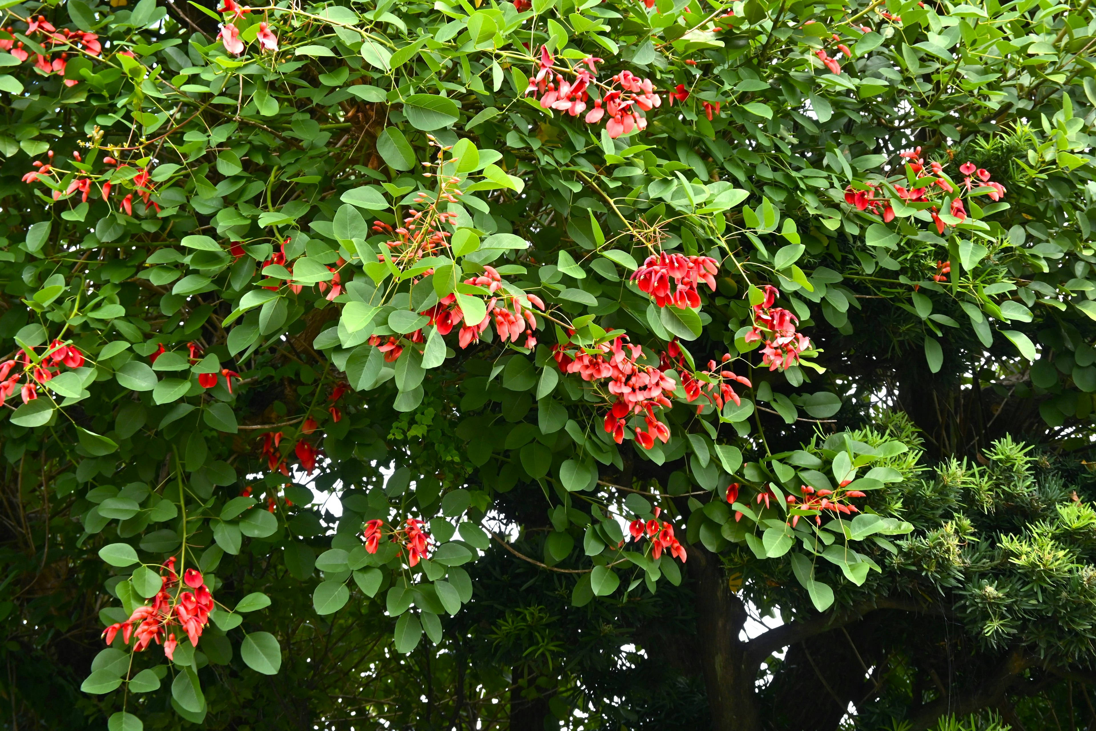 Un árbol con flores rojas rodeado de hojas verdes