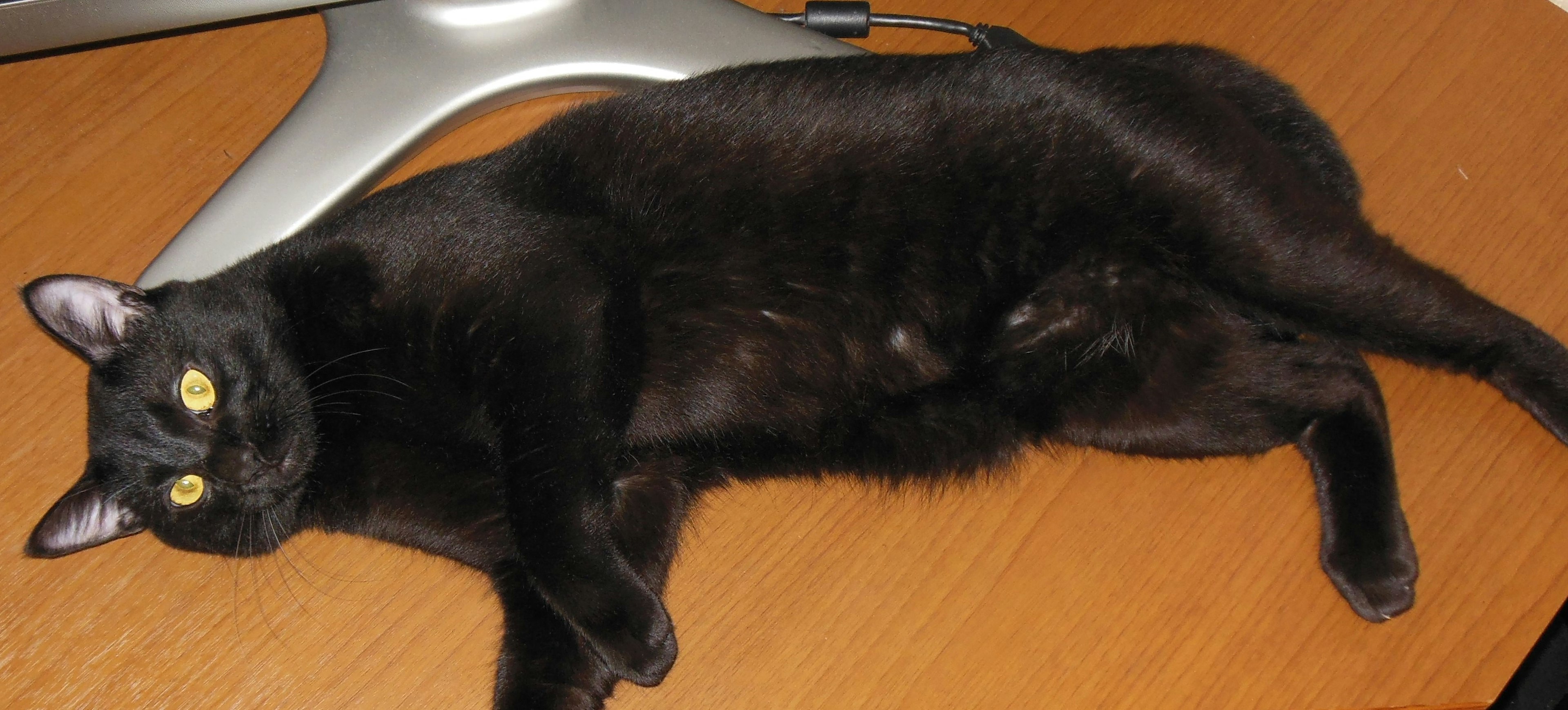 Un chat noir allongé sur un bureau en bois