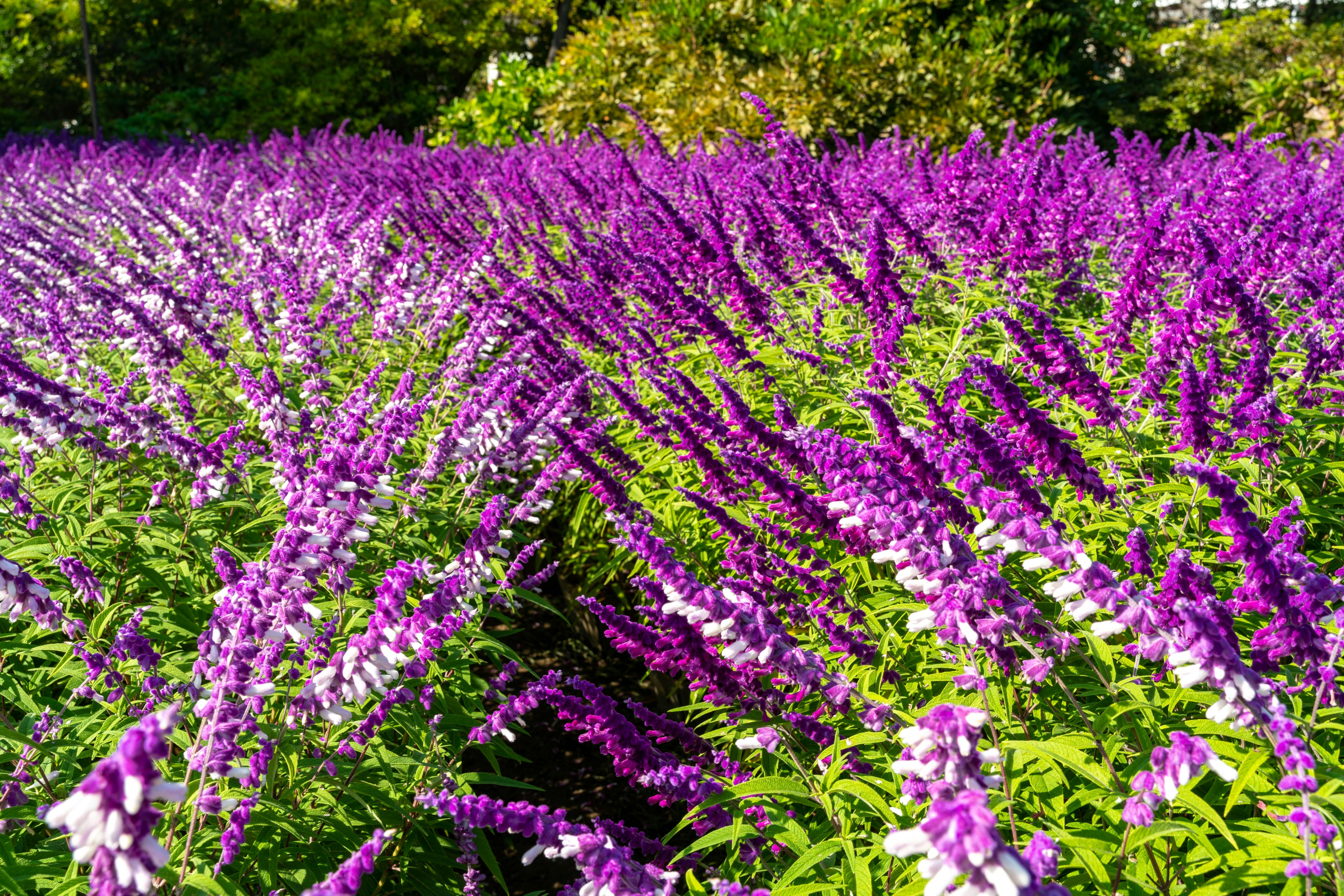 Un amplio campo de flores moradas vibrantes en flor