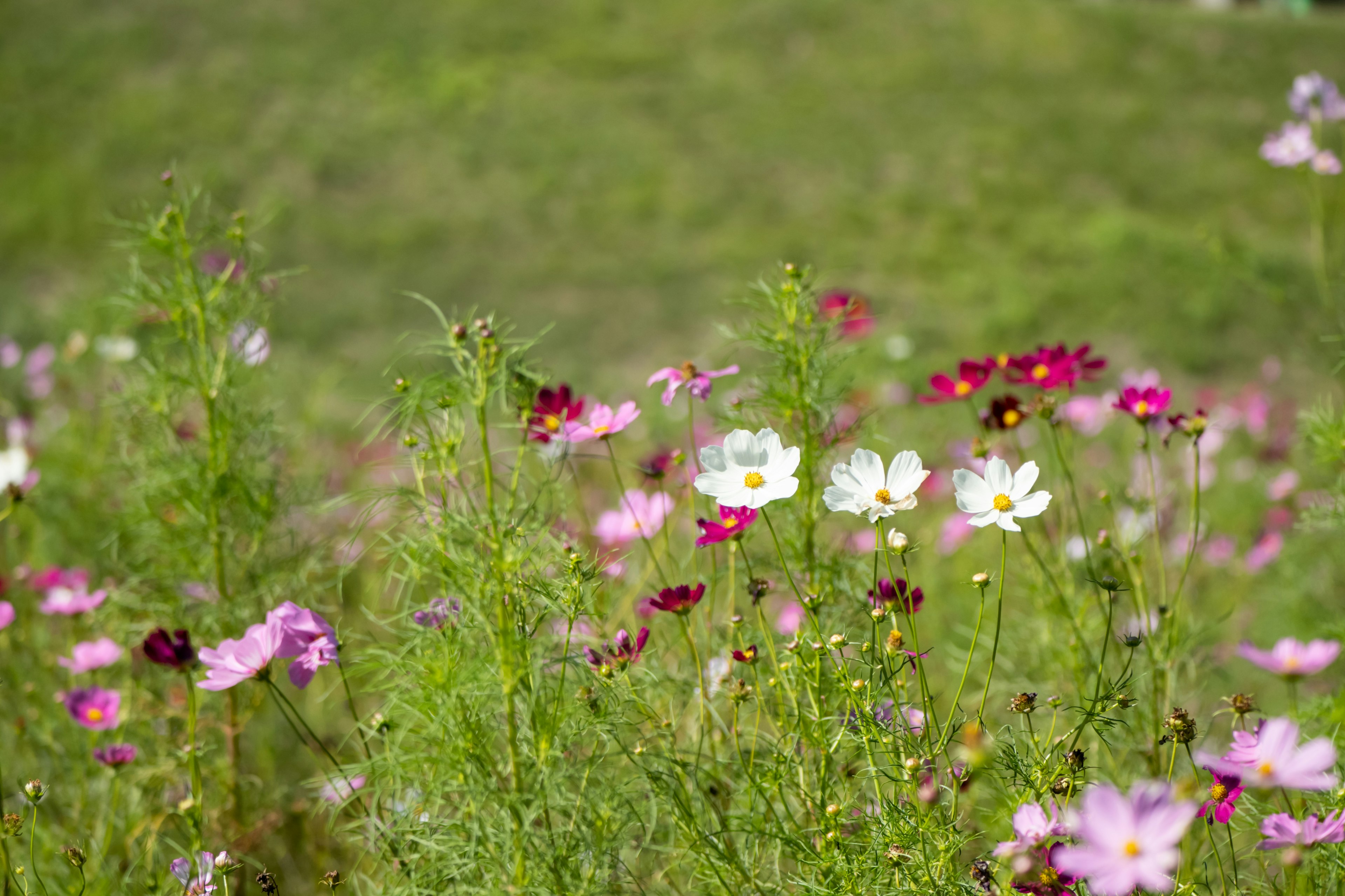 色とりどりの花が咲く自然の風景