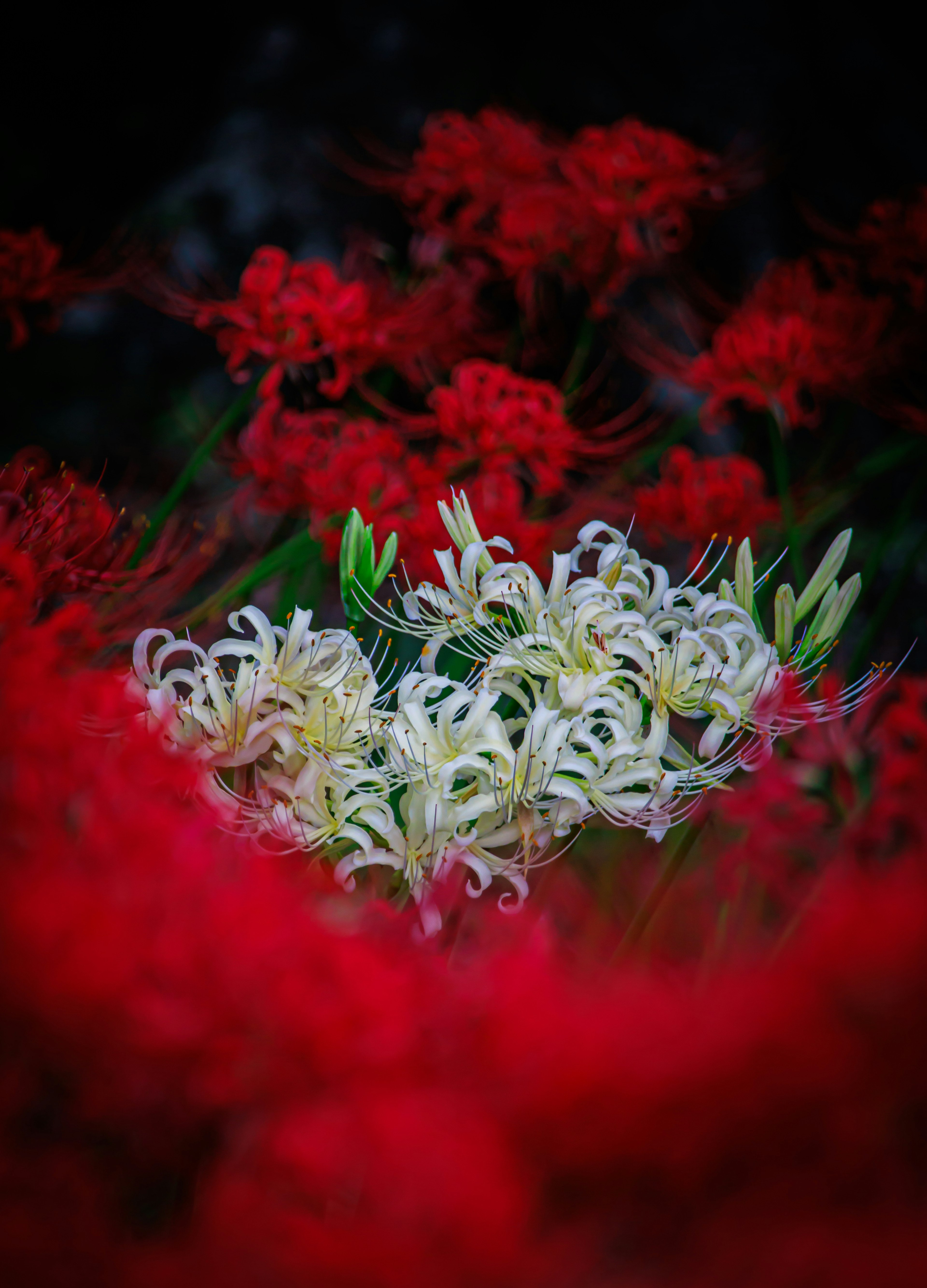 Una hermosa escena con flores blancas destacándose entre flores rojas vibrantes