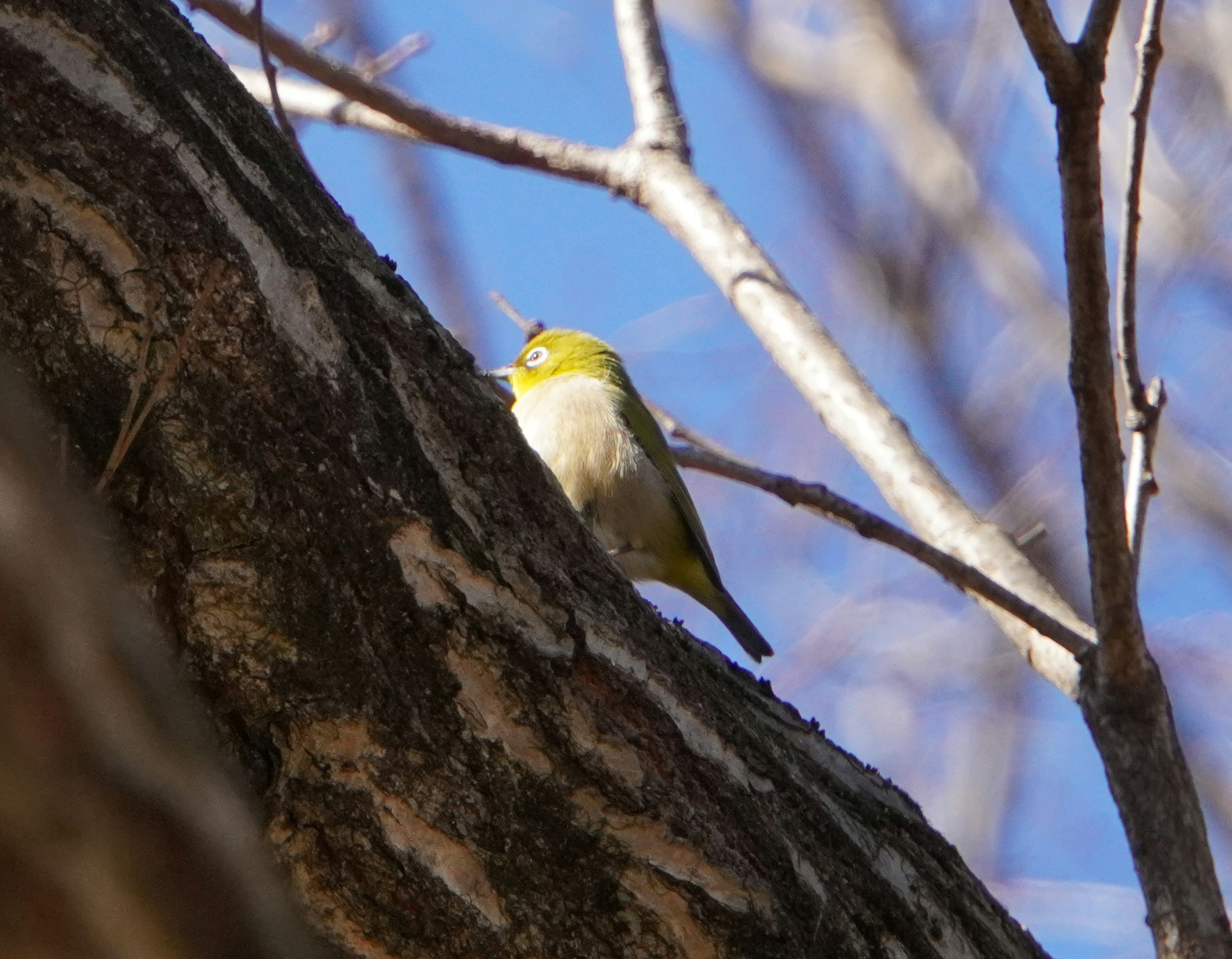 A small bird perched on a tree trunk