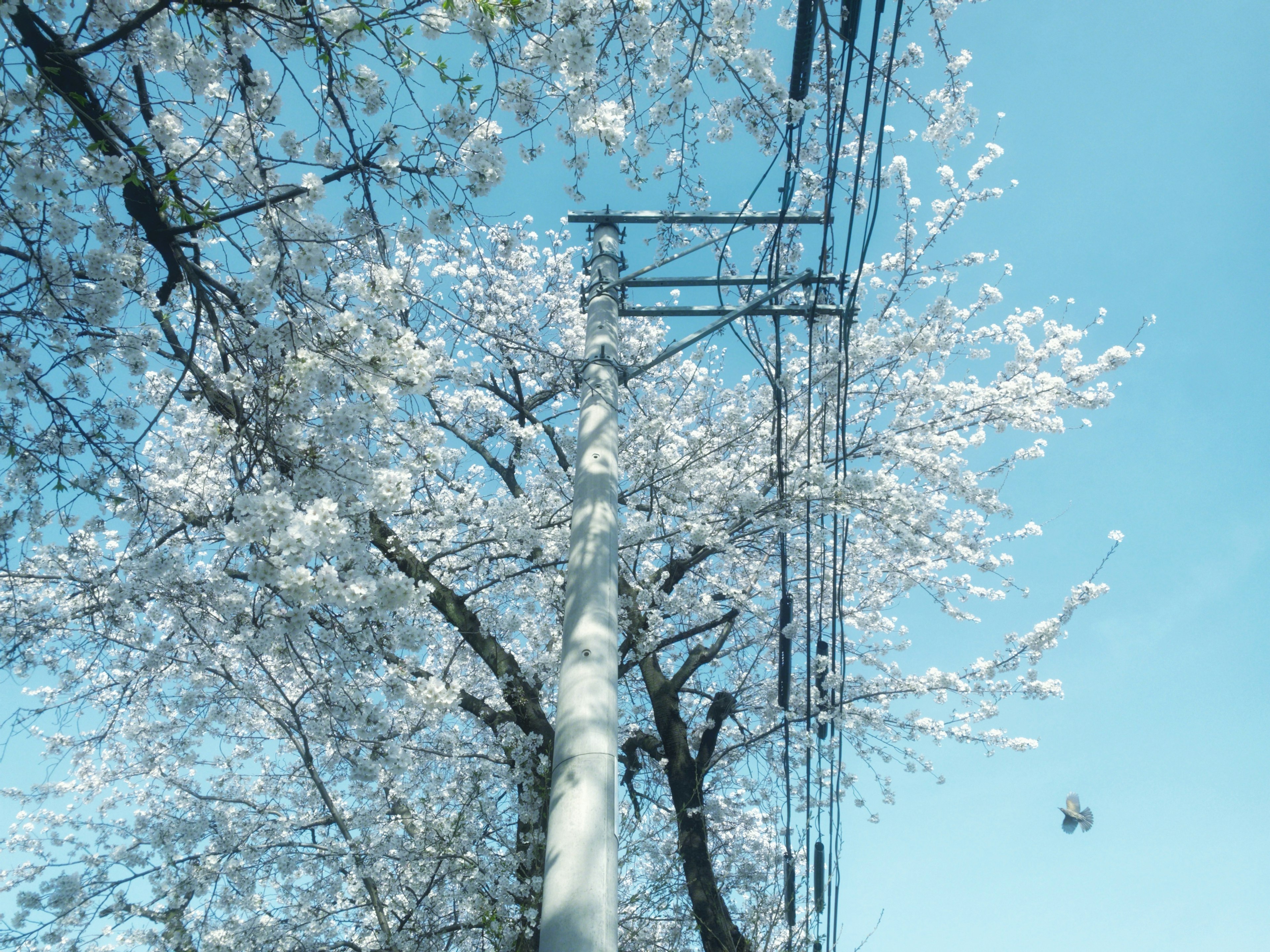 Cherry blossom tree under a blue sky with power lines