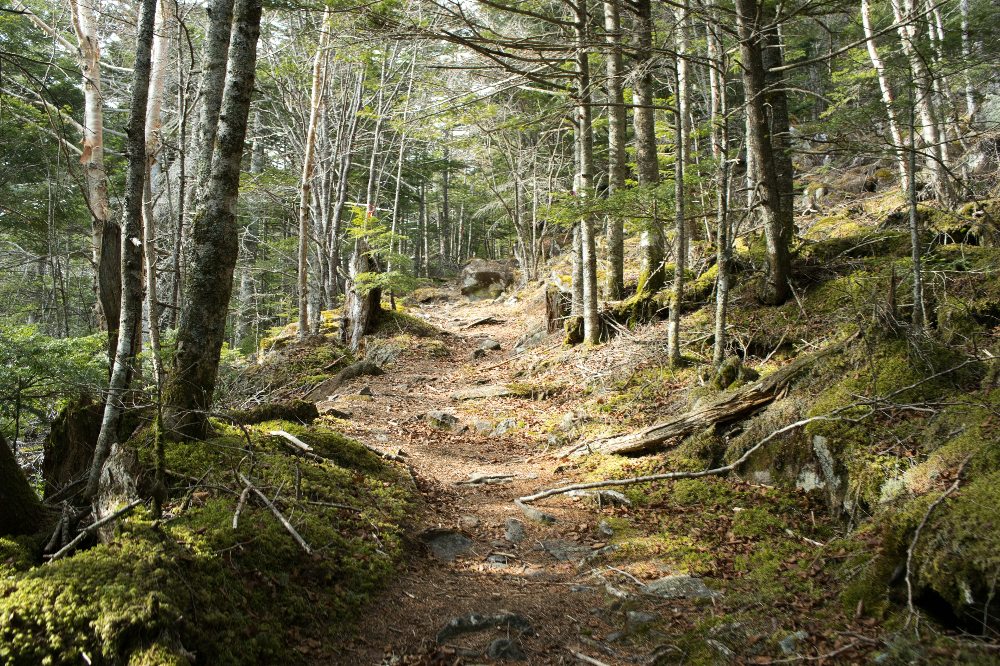 Forest path surrounded by green trees and mossy ground