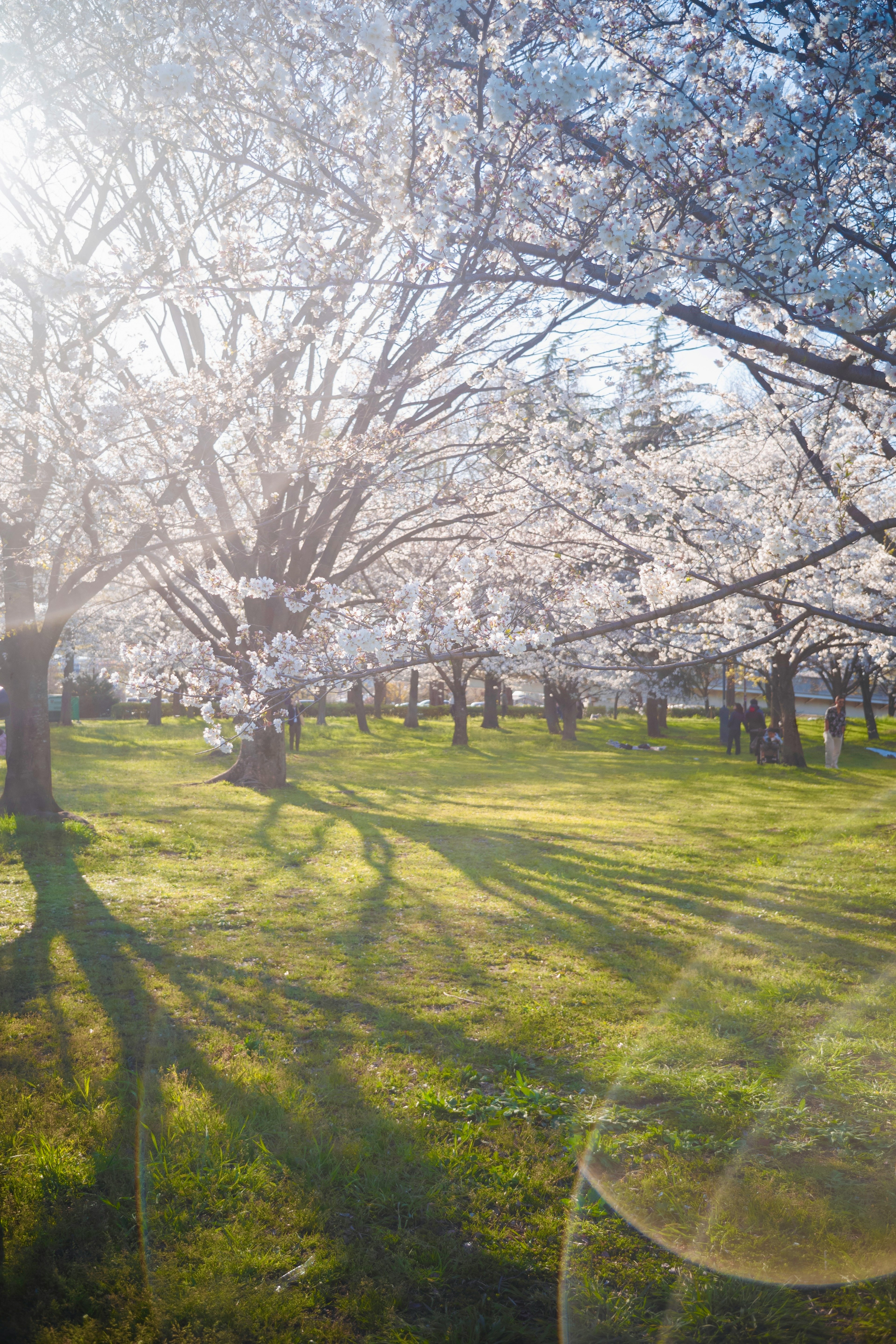 Scène de parc avec des cerisiers en fleurs et de l'herbe verte avec de longues ombres
