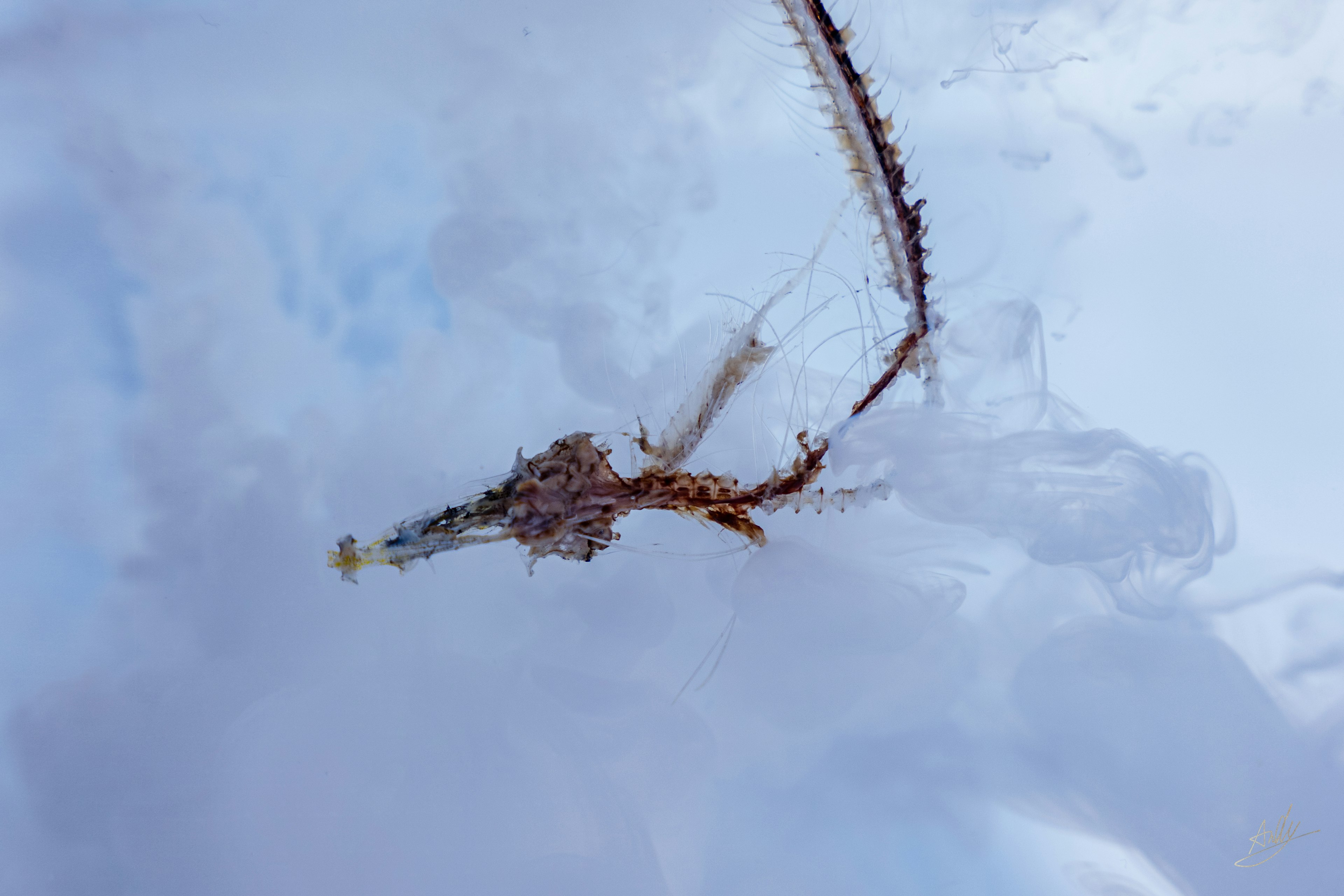 透明な背景に浮かぶ細長い海の生物の一種