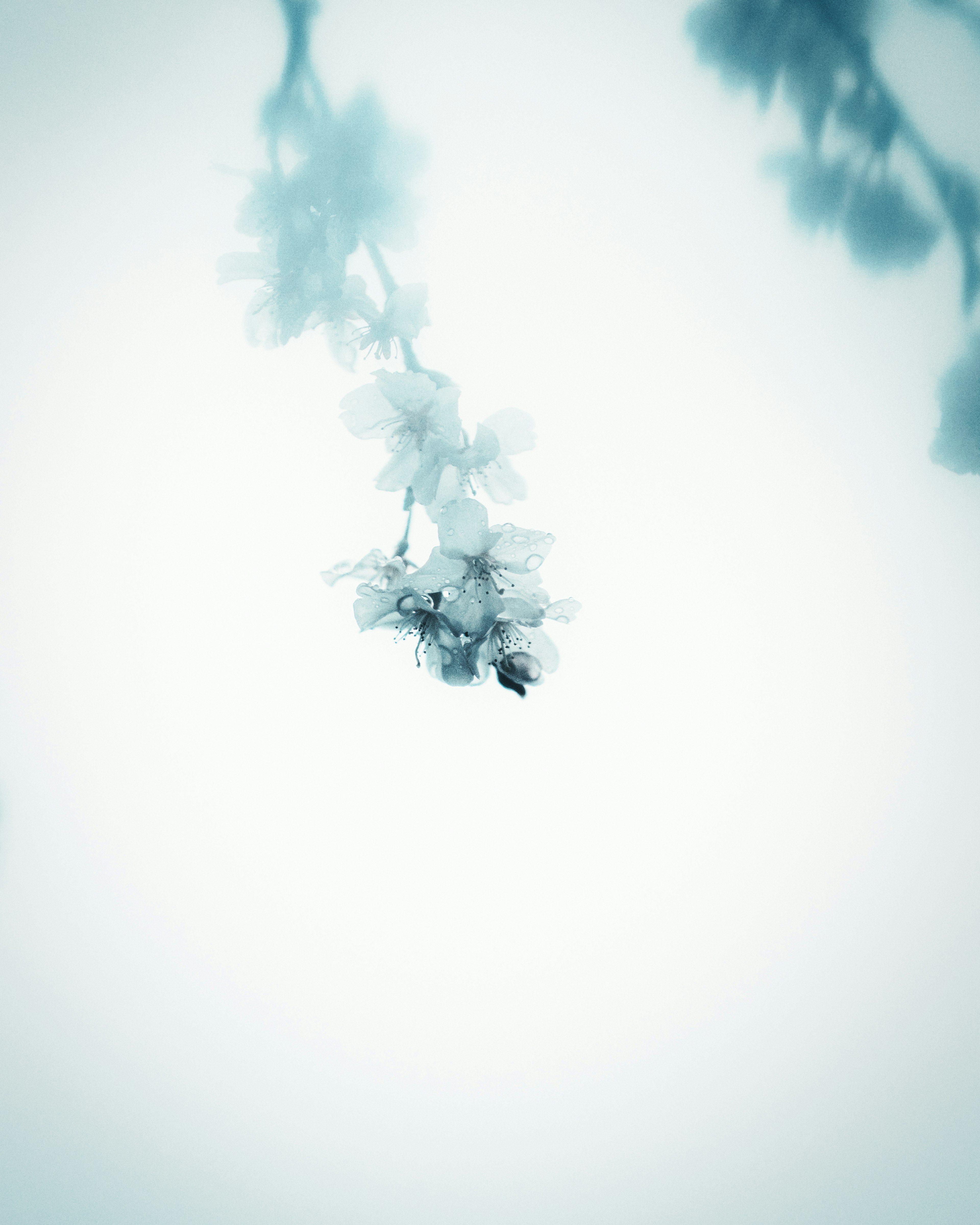 Delicate white flowers against a soft blue background