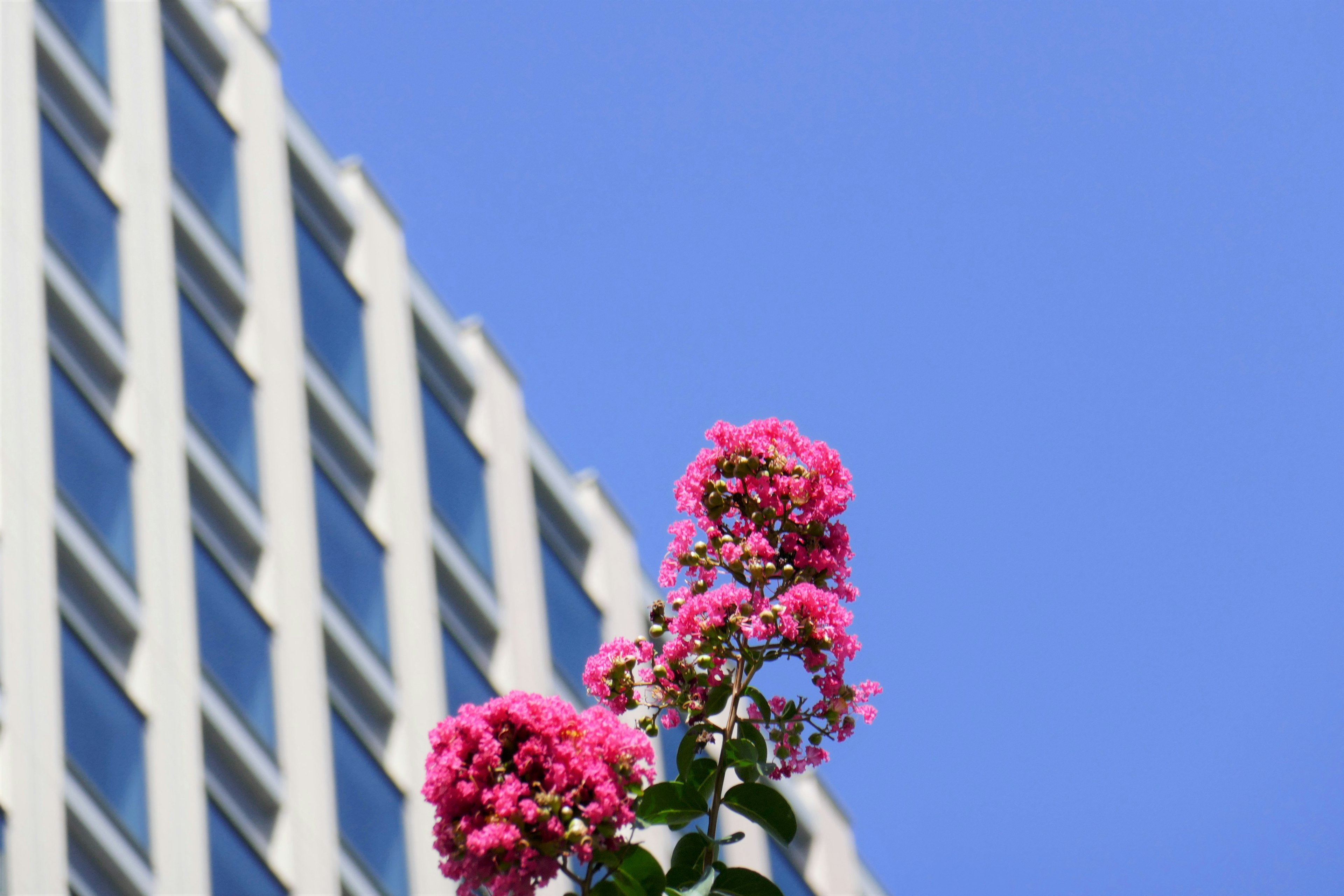 Flores rosas floreciendo contra un cielo azul y la fachada de un edificio