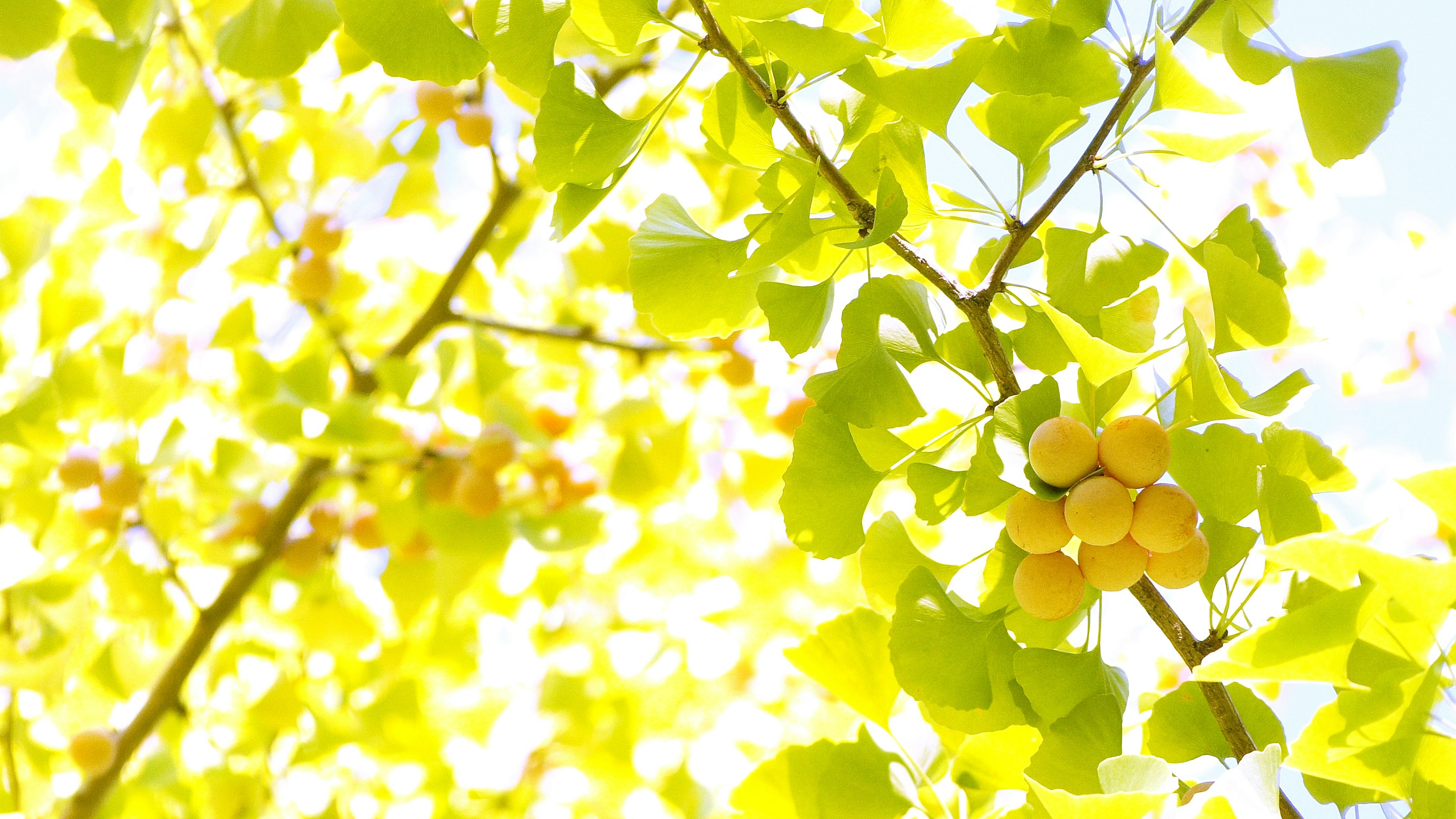 Bright yellow leaves and fruit on tree branches