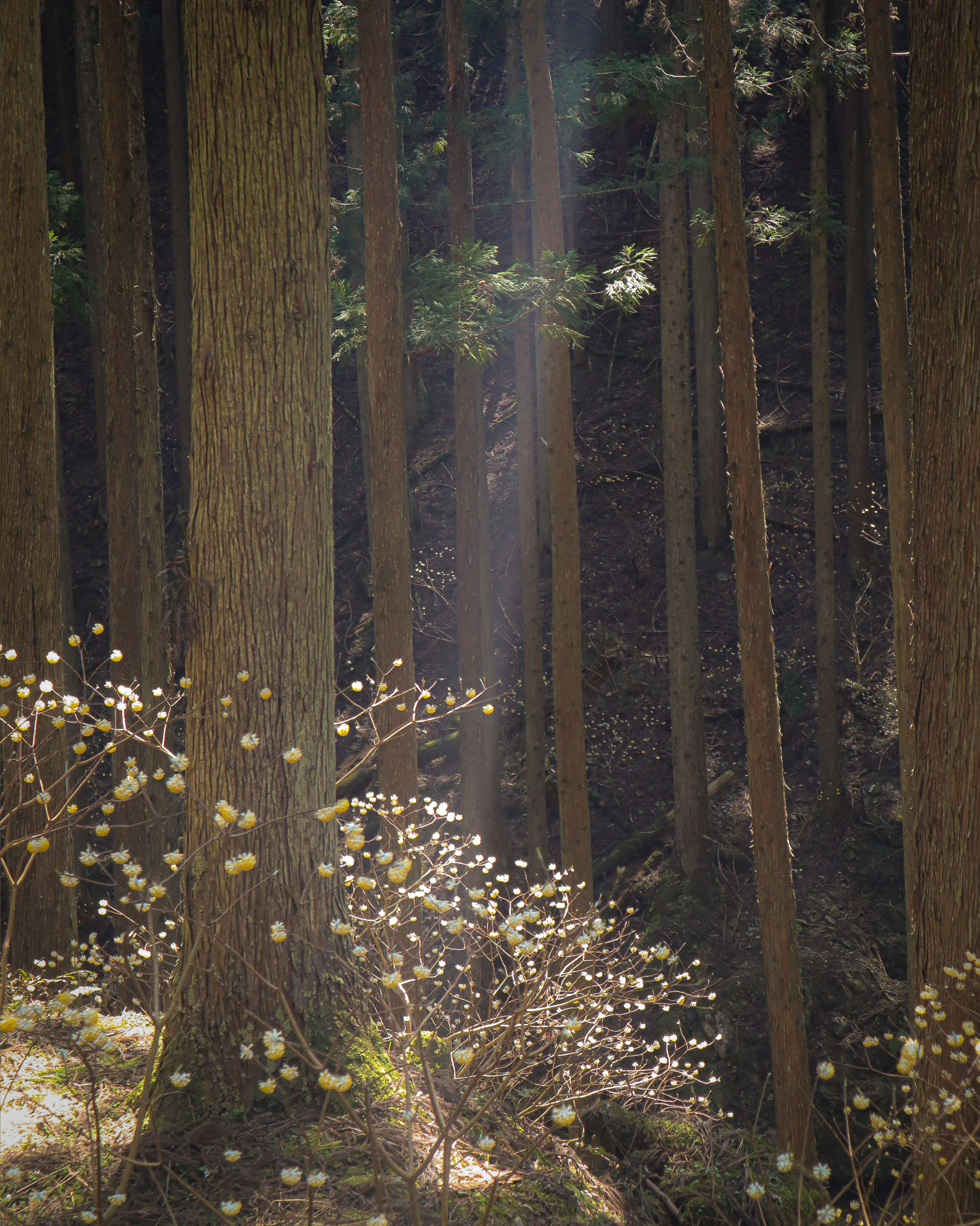 Una scena forestale serena con luce che filtra tra gli alberi e fiori in fiore