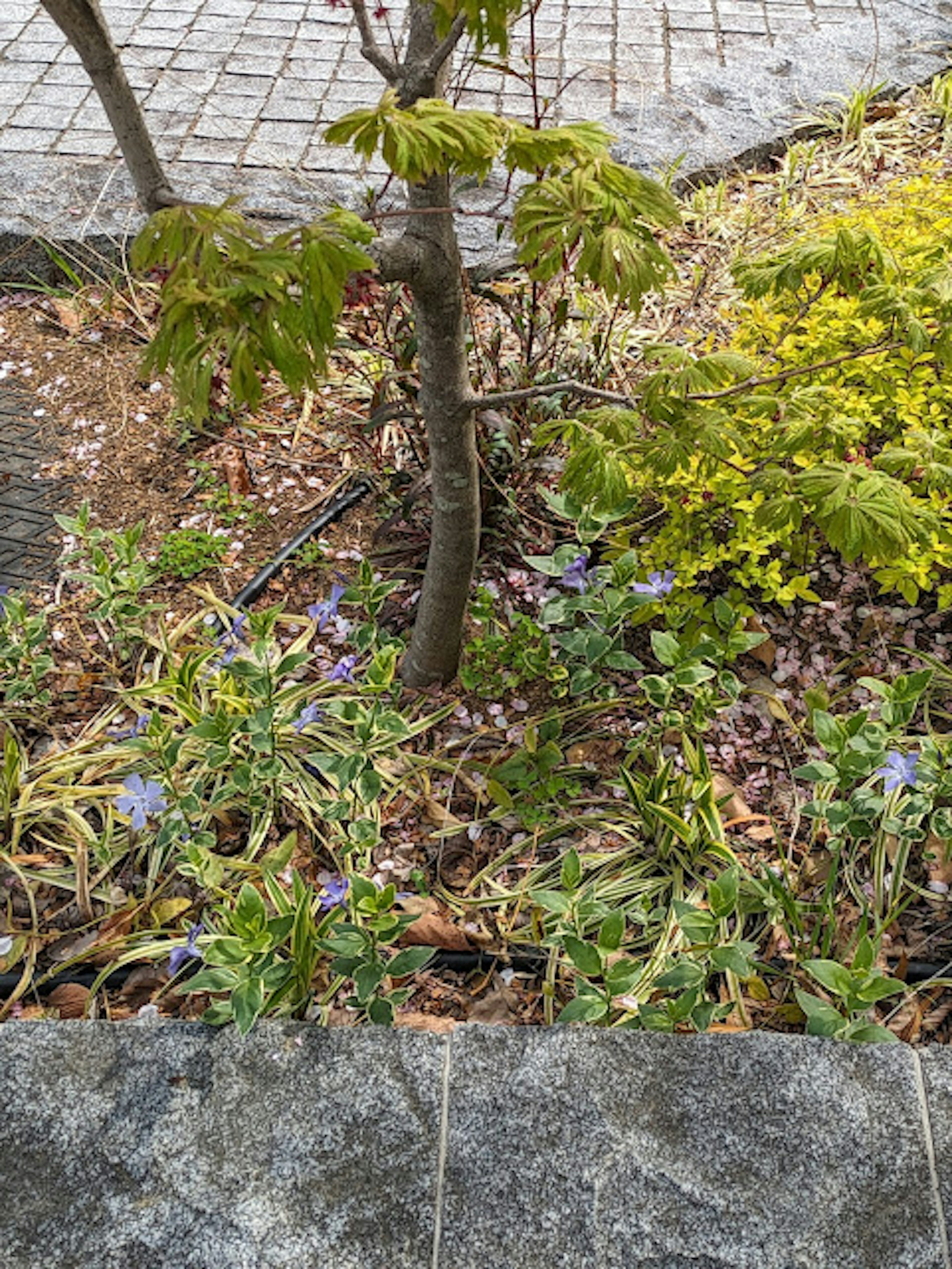 一個有小樹和綠色植物的花園部分