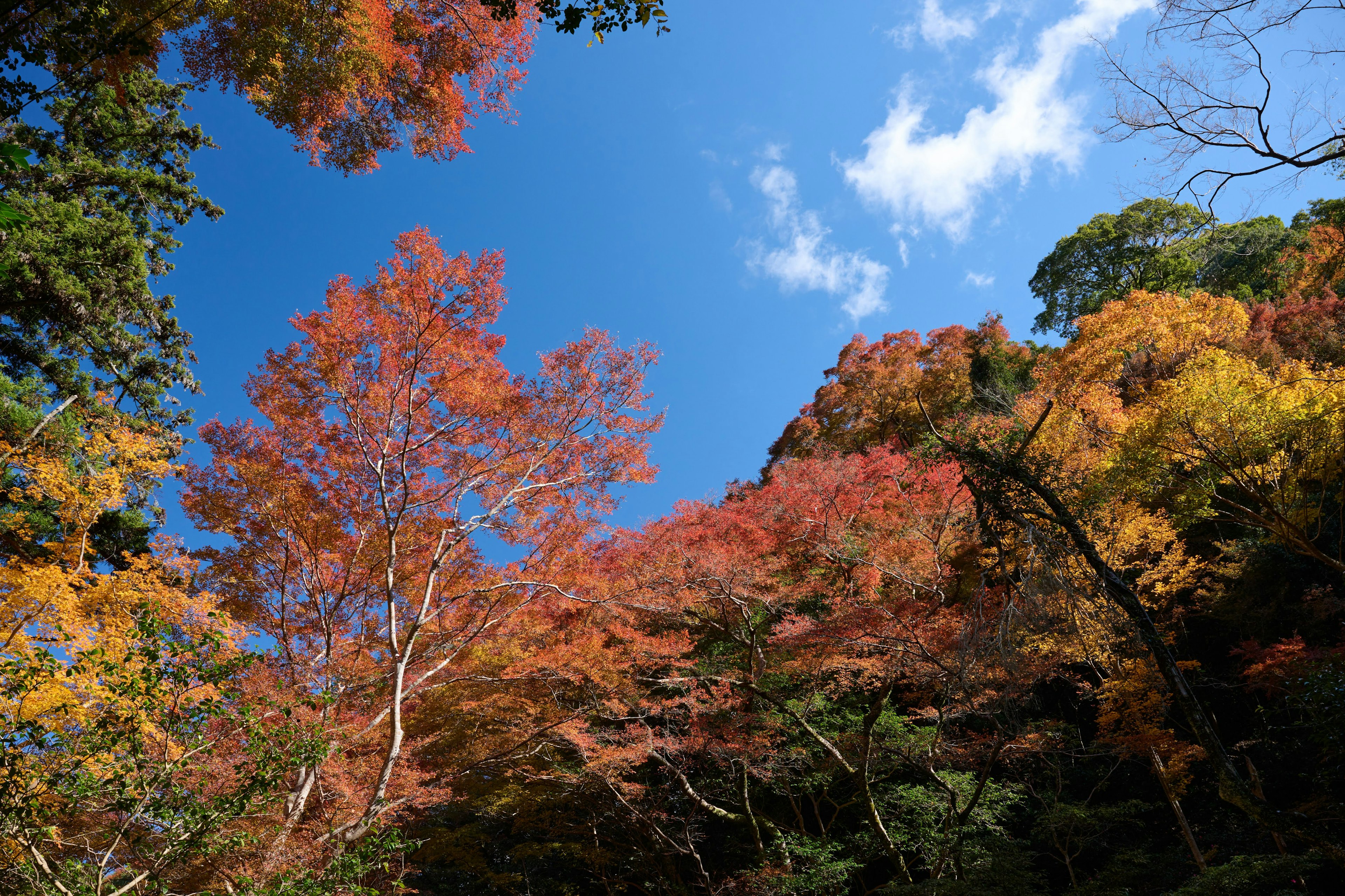 ทัศนียภาพฤดูใบไม้ร่วงที่สวยงามมีสีสันสดใสใต้ท้องฟ้าสีฟ้า