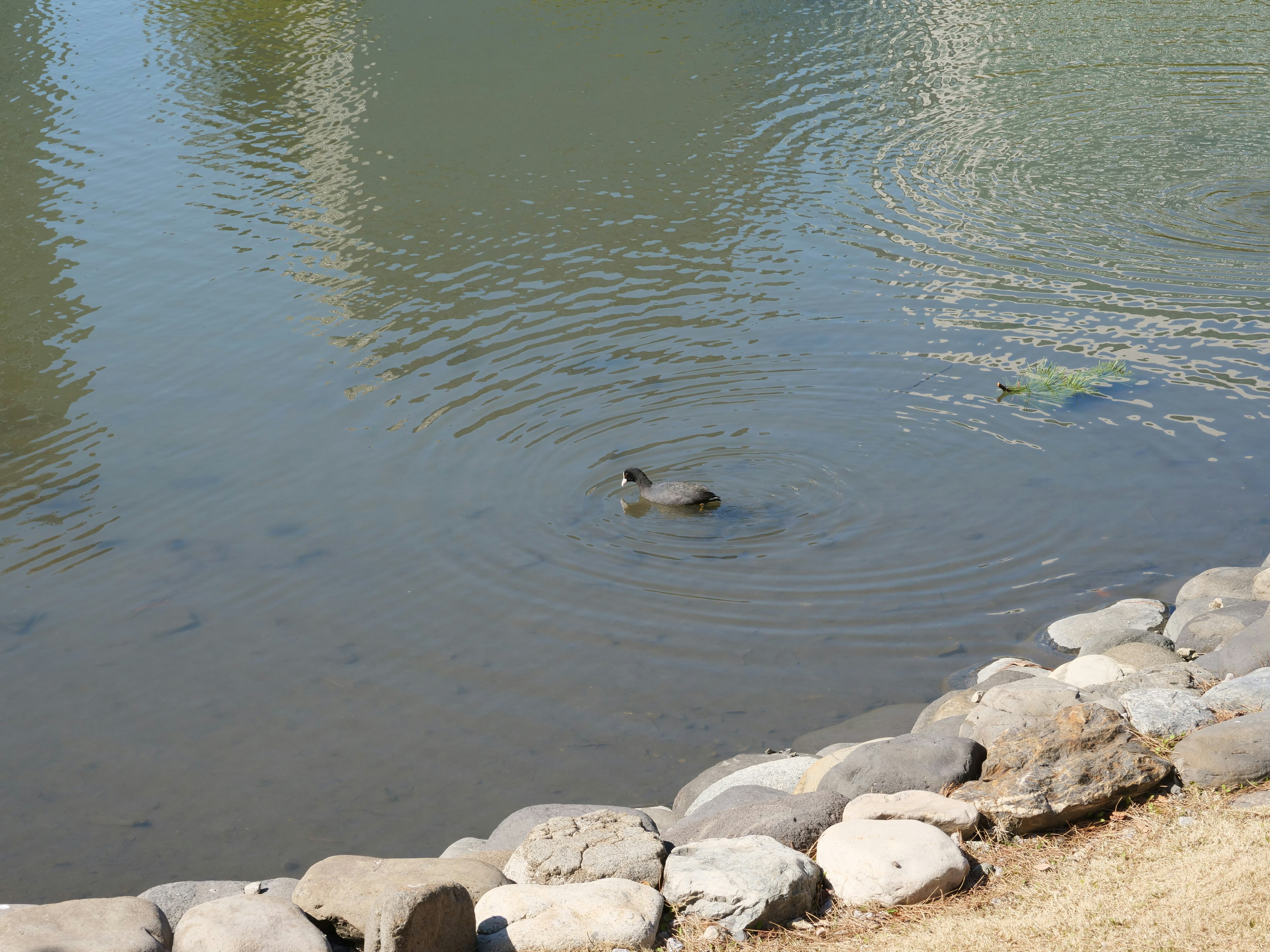 Animal floating on the water with a stone embankment