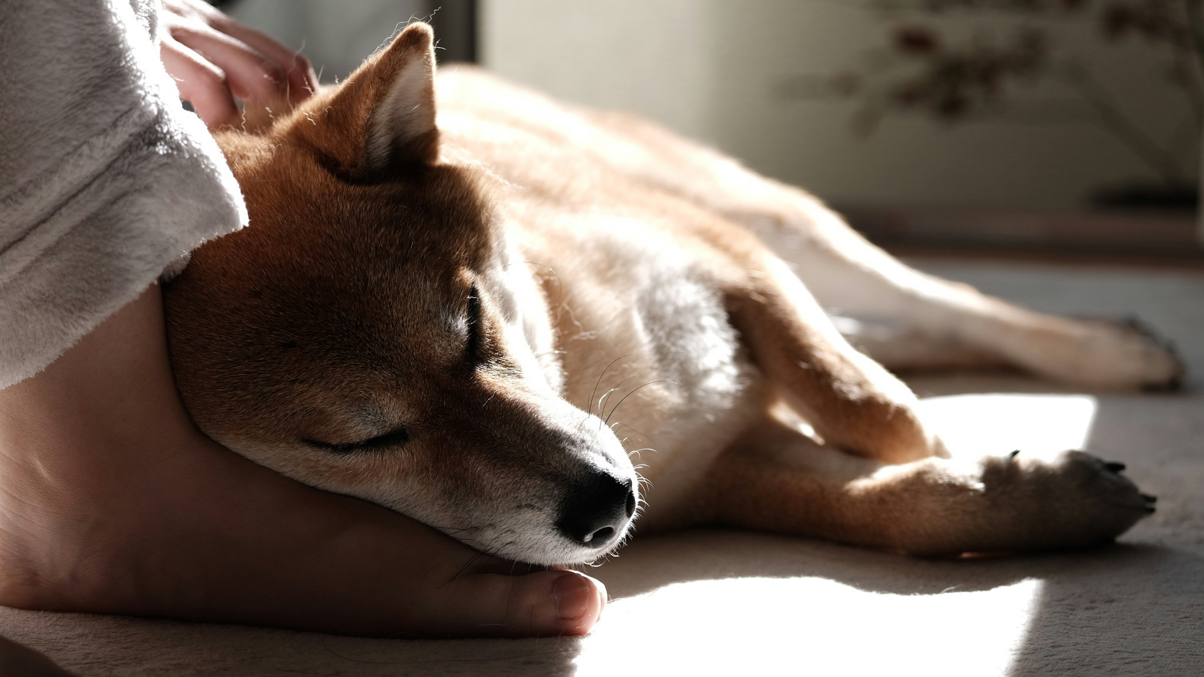 Shiba Inu sleeping in sunlight with a hand resting on it